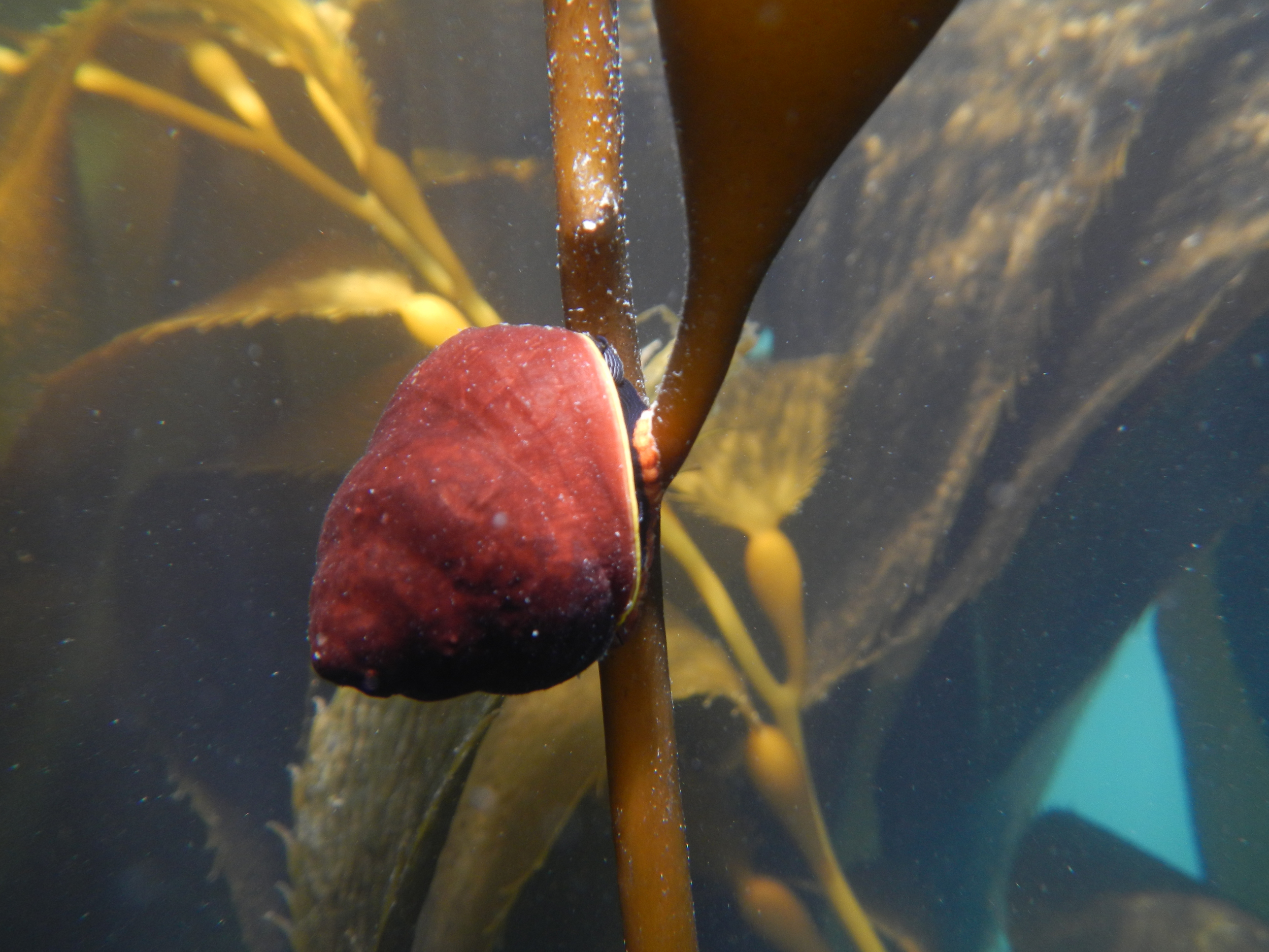 red snail.jpg