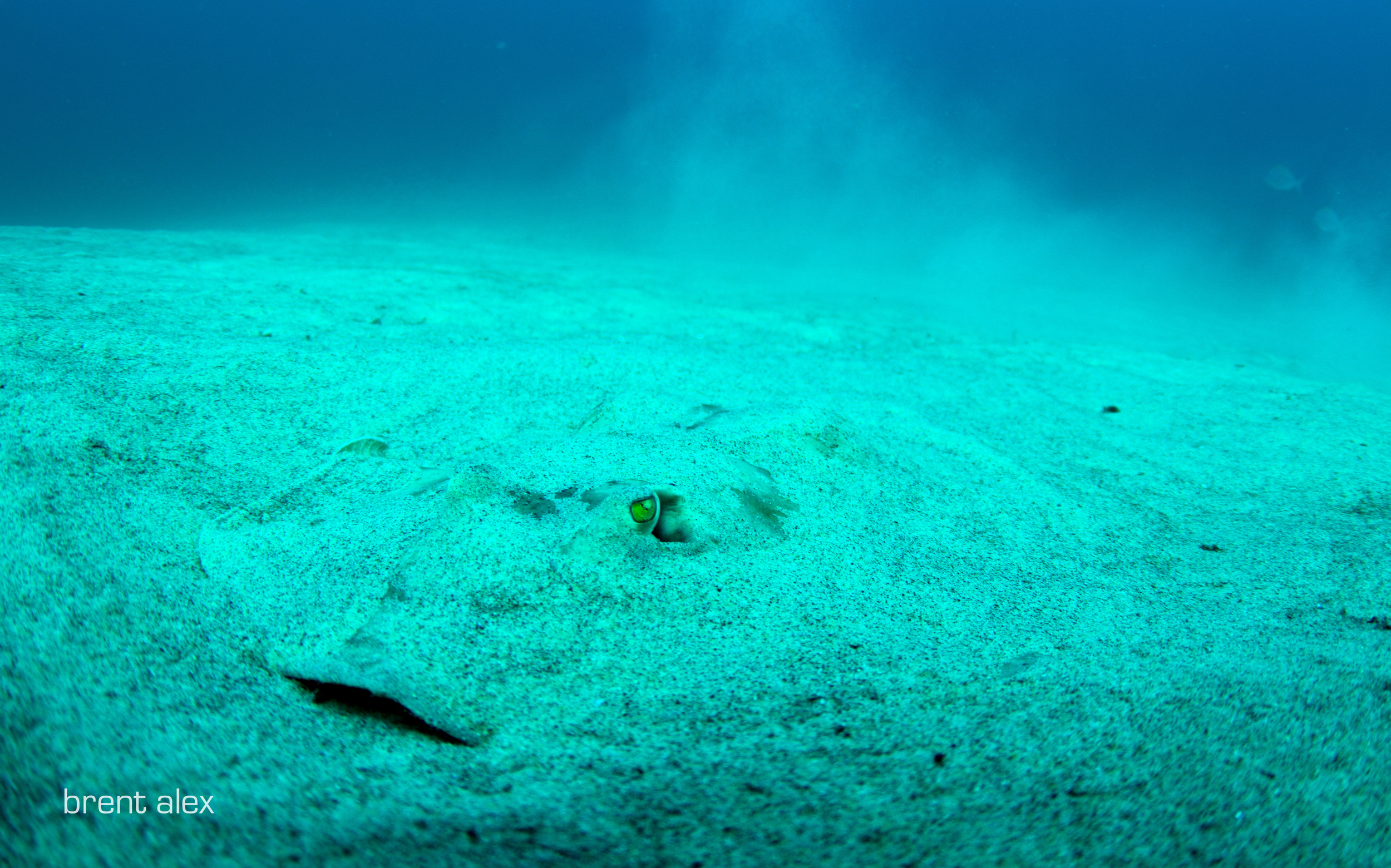 cortez round stingray lowrez.jpg