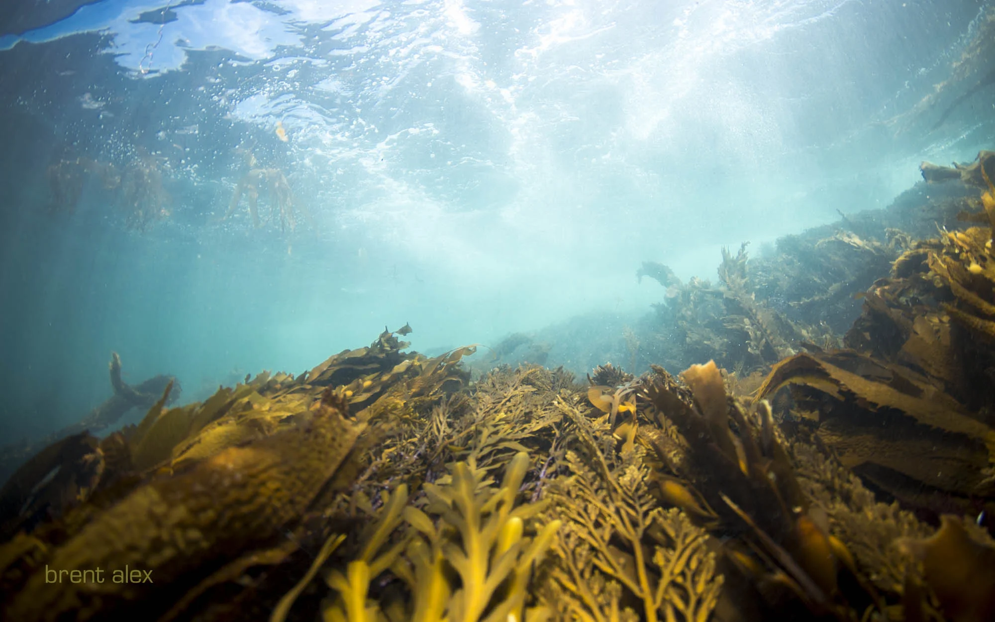 reef surfing
