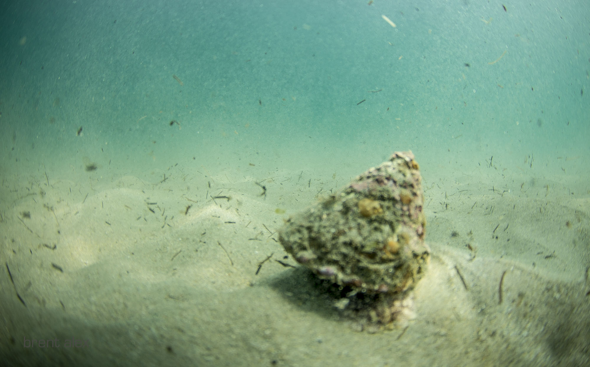 wavy top turban snail