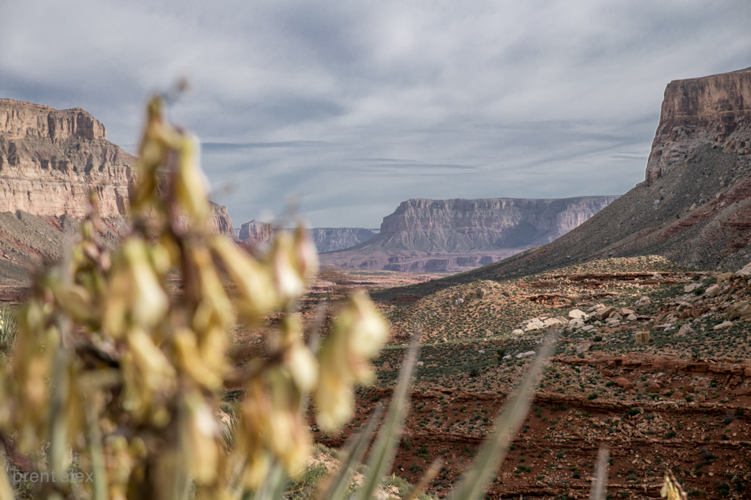 From the current trailhead leading down to Havasupai. A strenuous 8 mile descend.