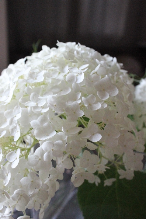 Annabelle hydrangea from our backyard