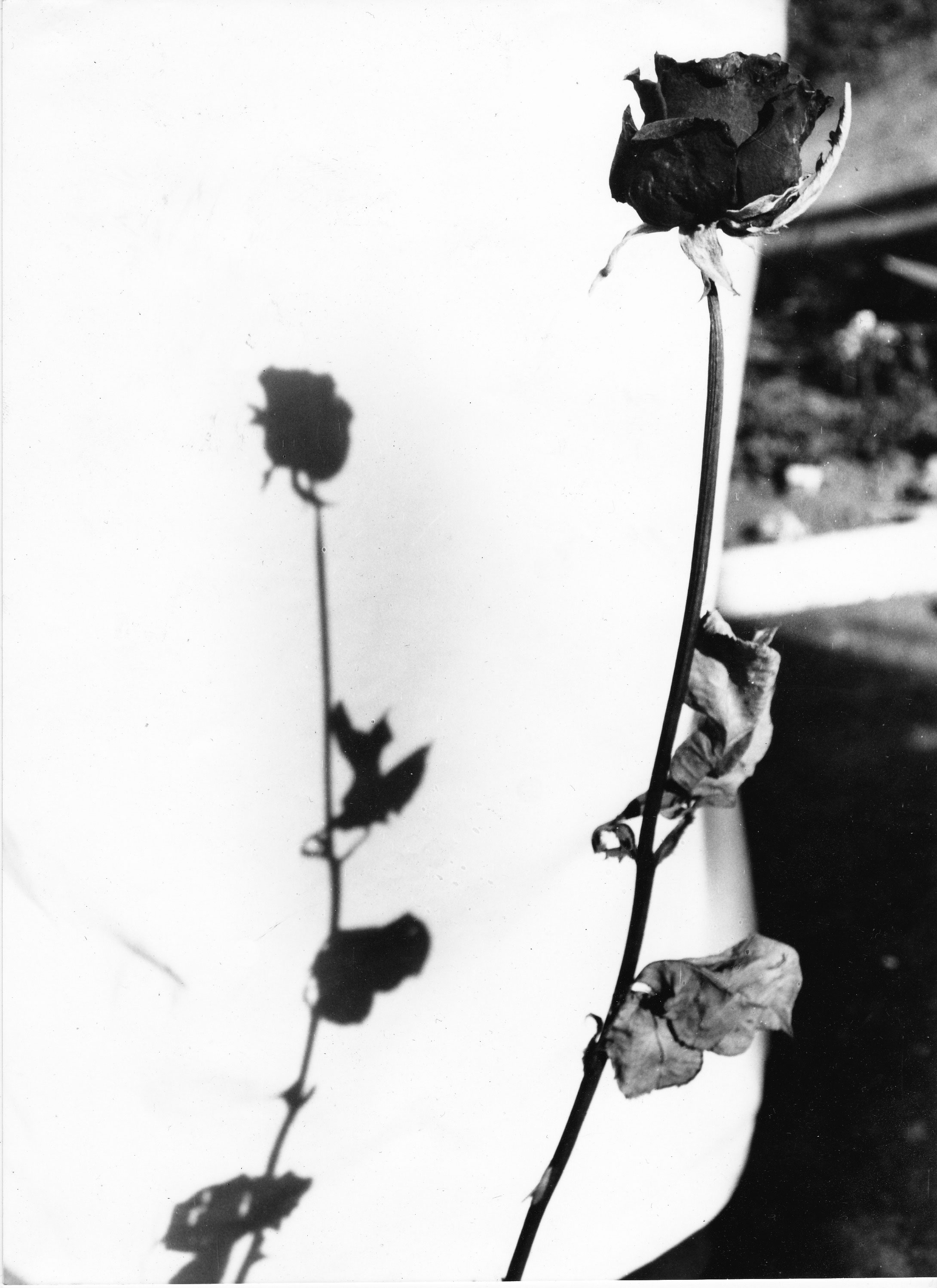 A dead rose. From the original promotional artwork. Photo by Torben Tilly