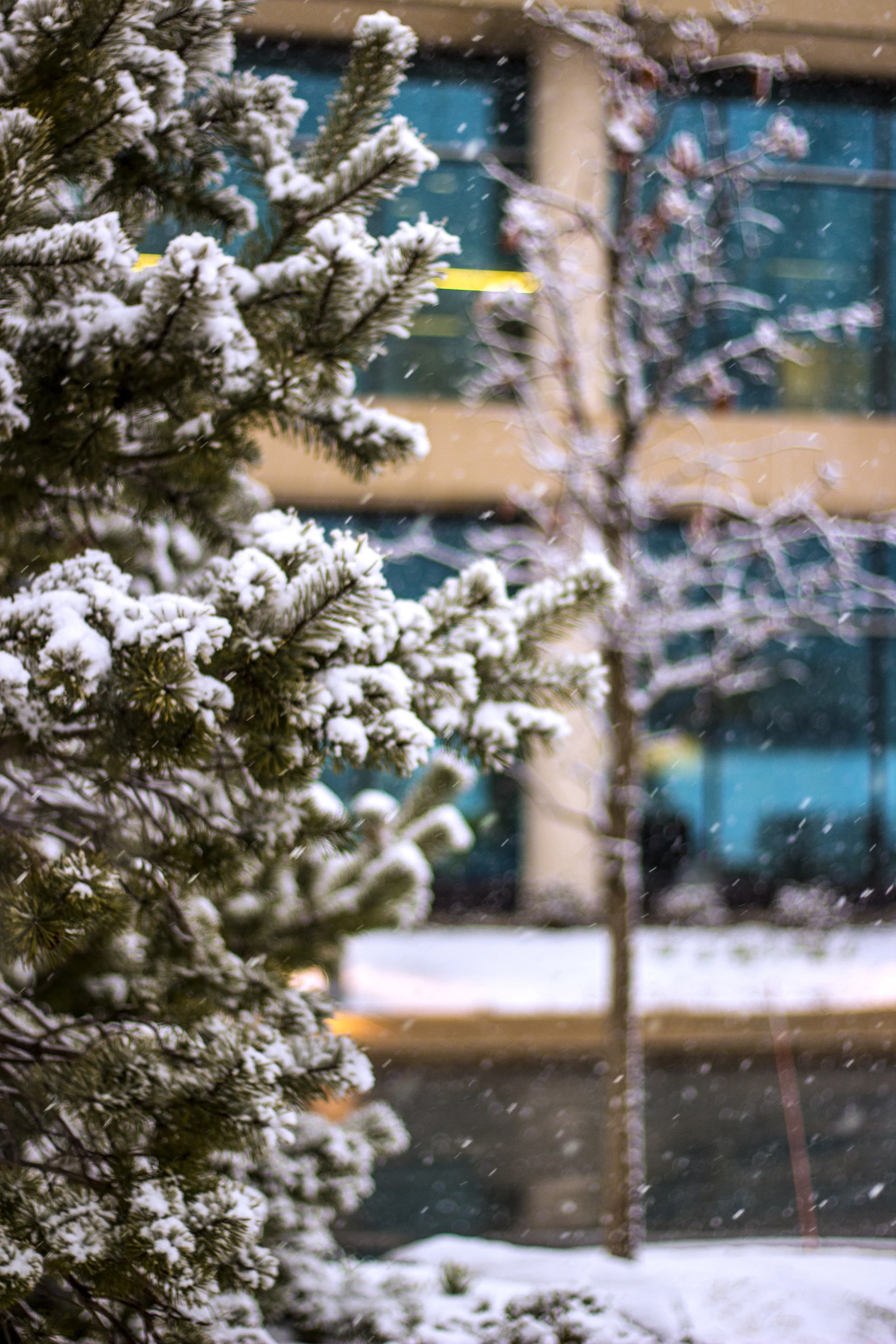 Snowy Tree.jpg