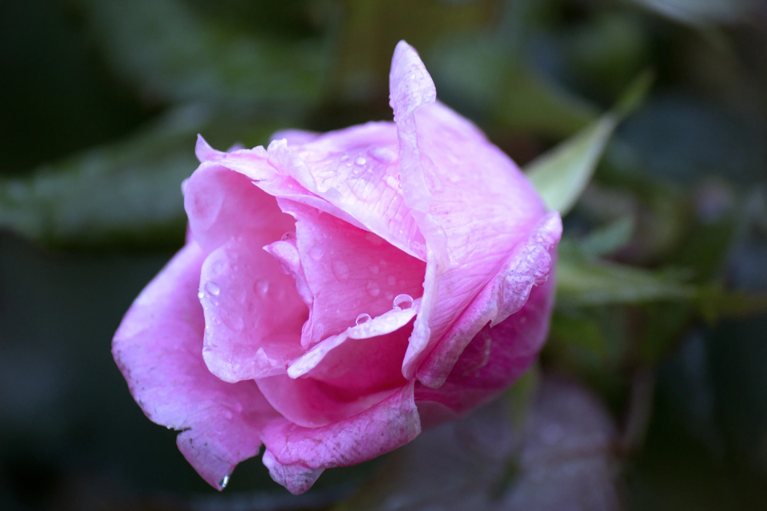 IMG_3722.jpg