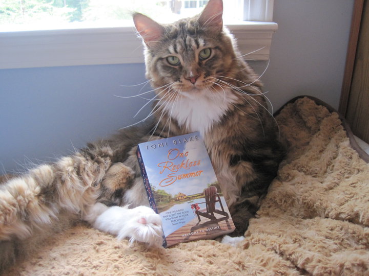Milo, Grand Prize Winner of Destiny Cat Idol