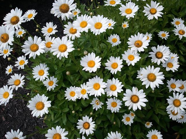nn-daisy.jpeg