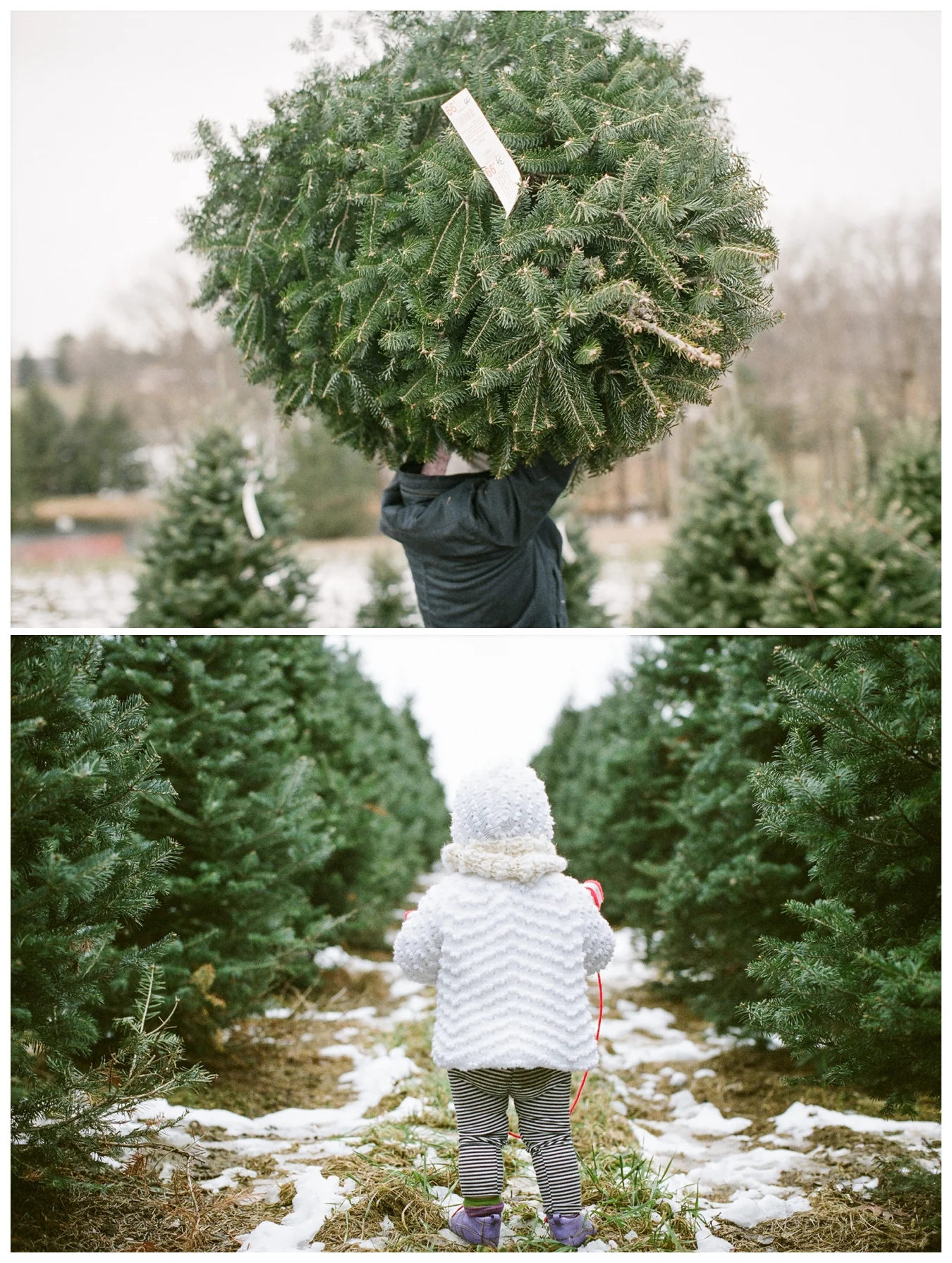 Christmas Tree Farm | Lily Glass Photography | Personal | FIlm from Richard Photo Lab