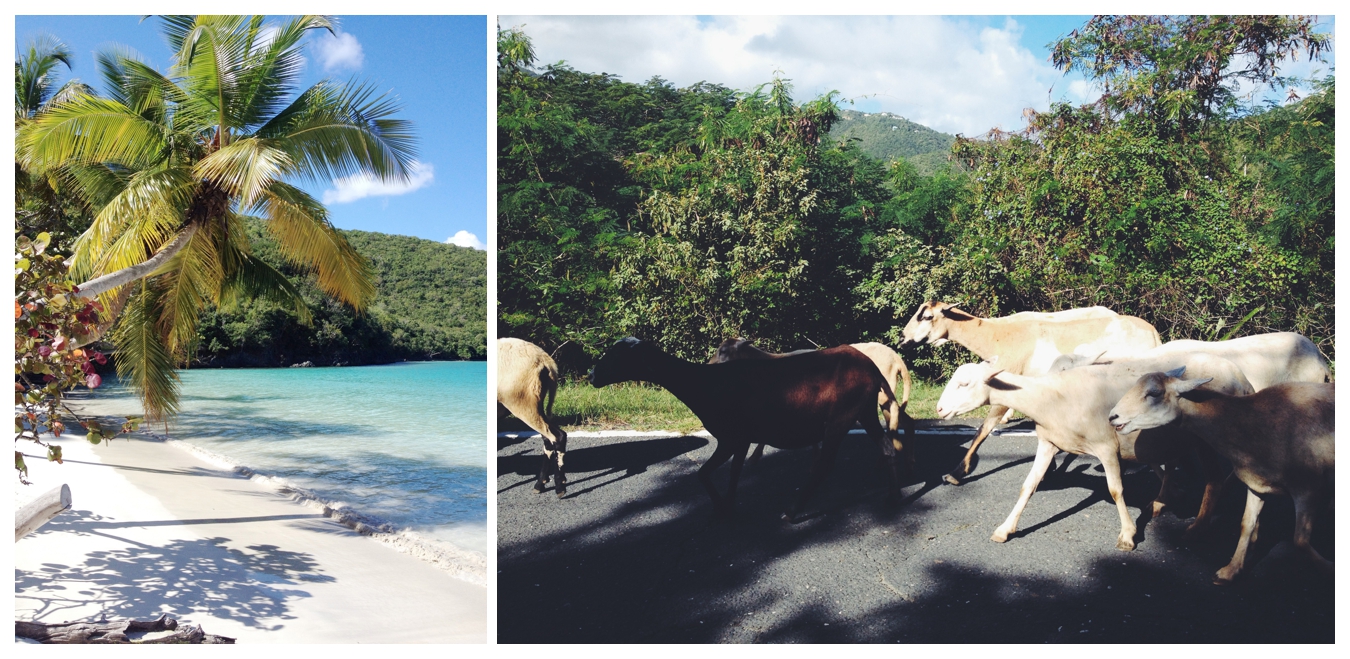 St. John, USVI | Lily Glass Photography Travel