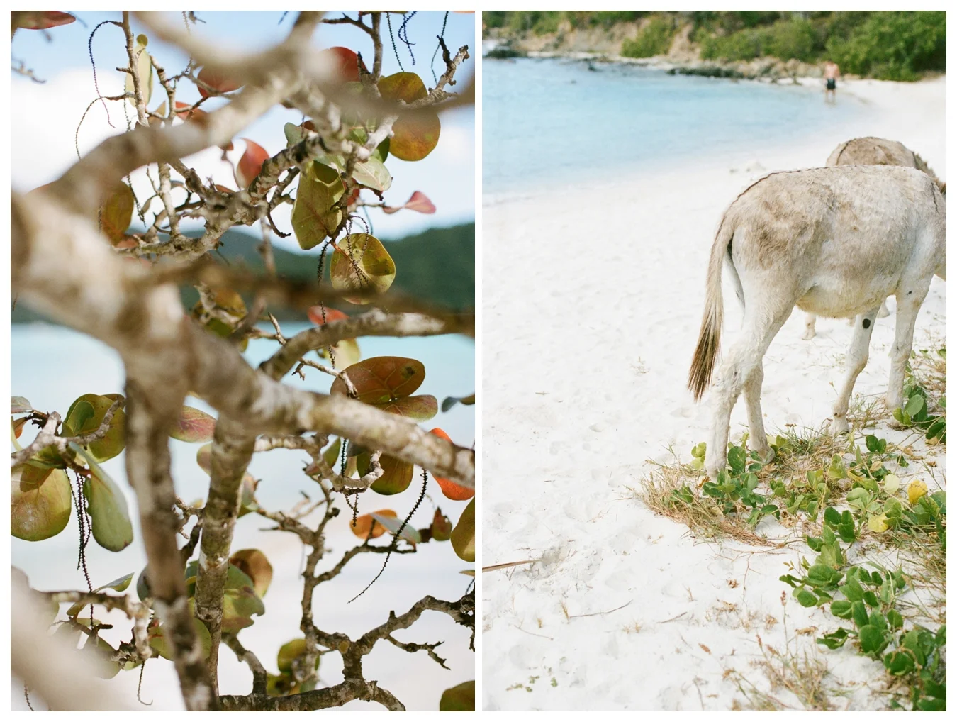 St. John USVI, Film by Lily Glass