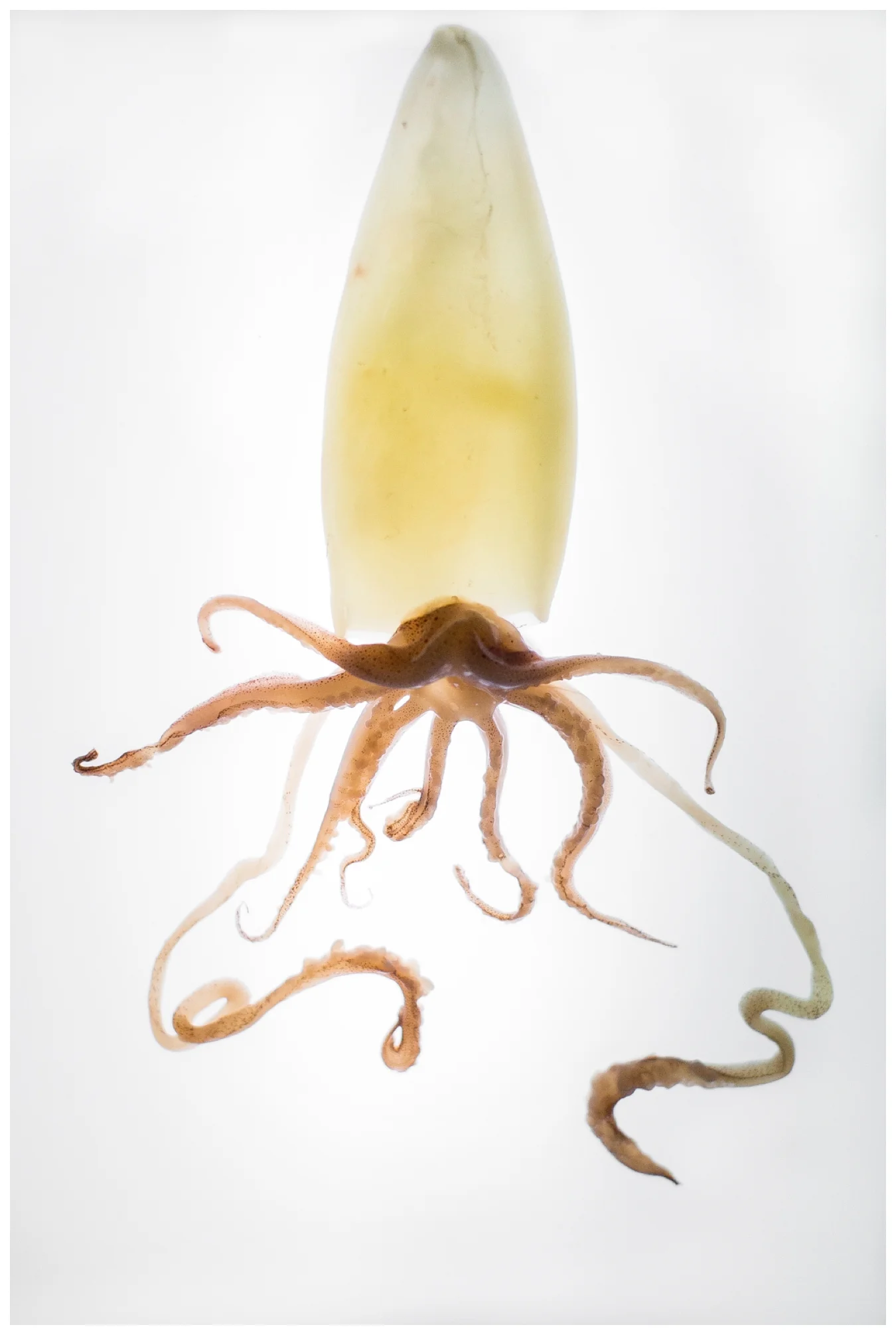 STUDY | The Sea Issue 