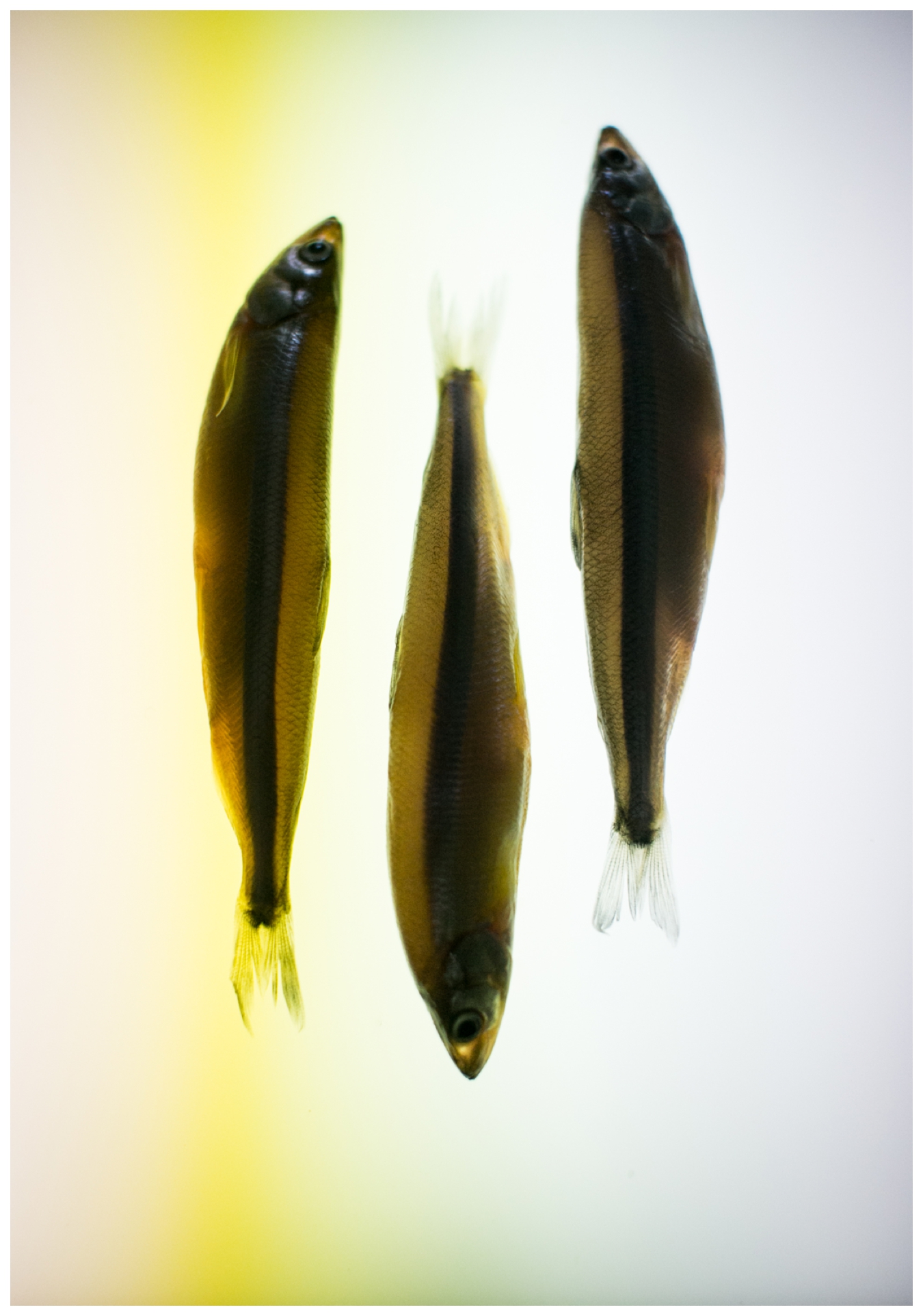 STUDY | The Sea Issue 