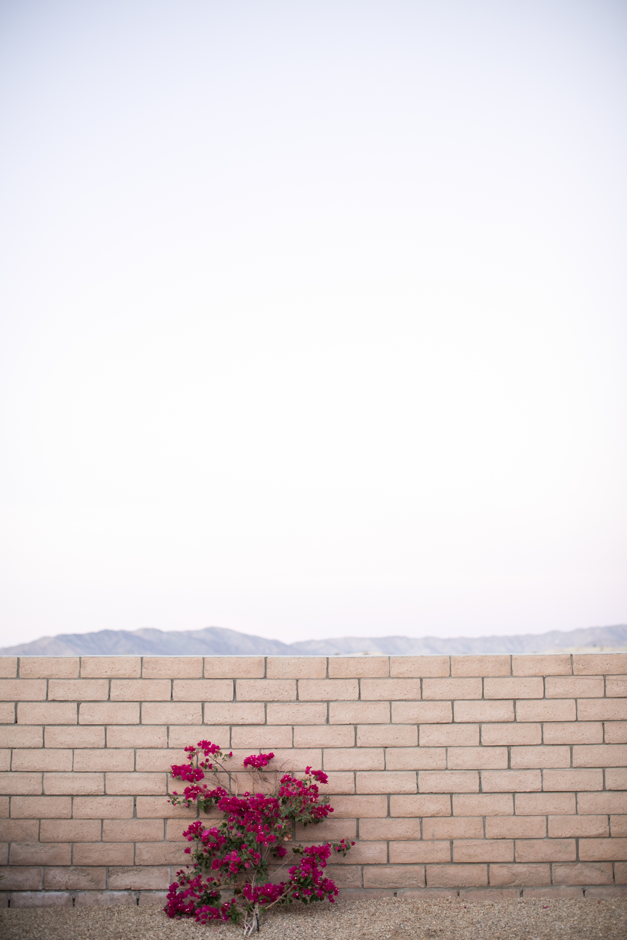 desert colors Palm Springs, California | lily glass