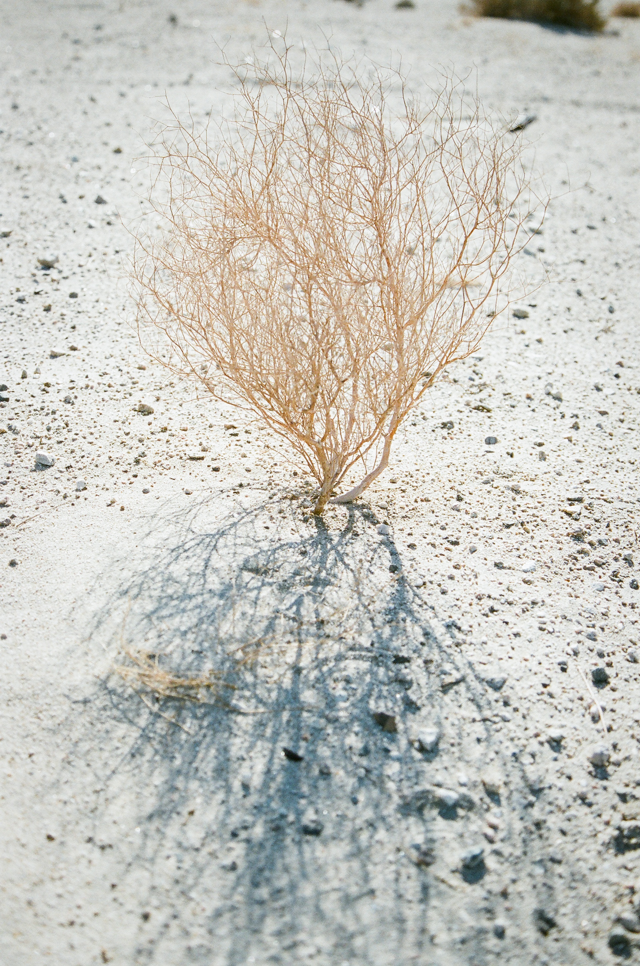 desert colors Palm Springs, California | lily glass
