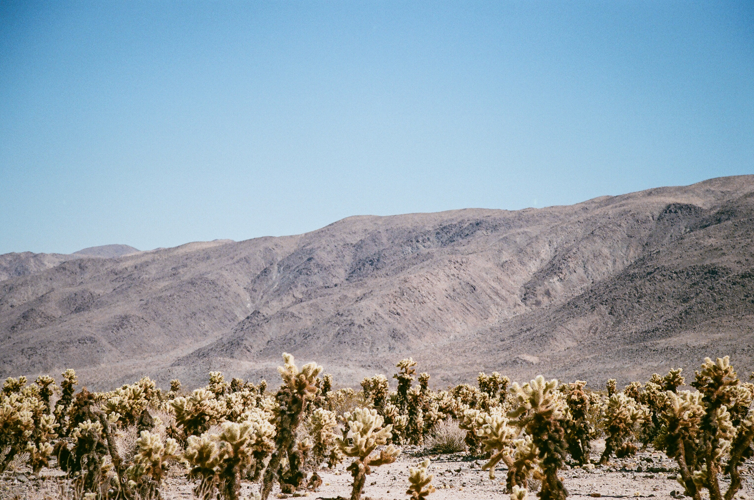 desert colors palm spring s lily glass