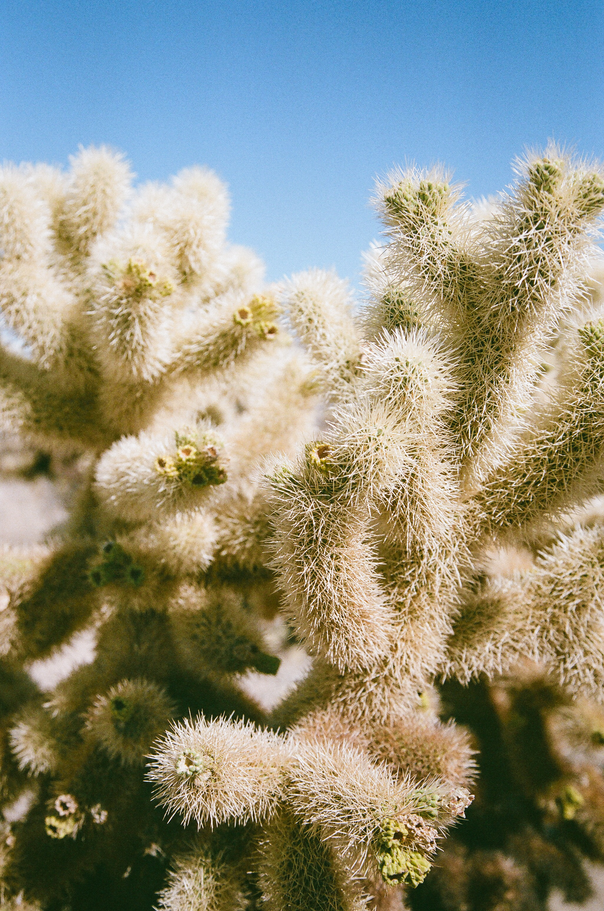 desert colors palm springs | lily glass