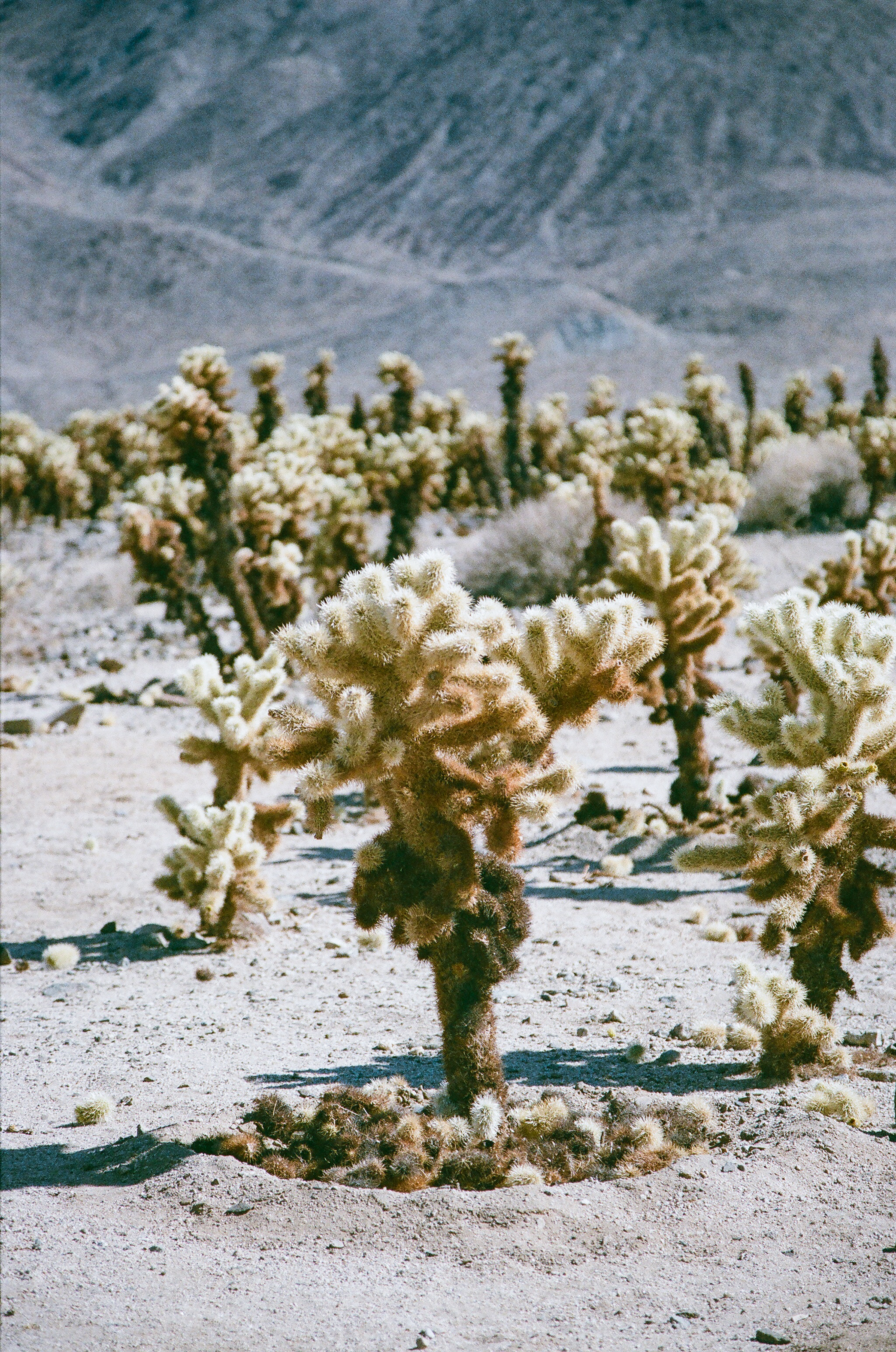 desert colors palm springs | lily glass