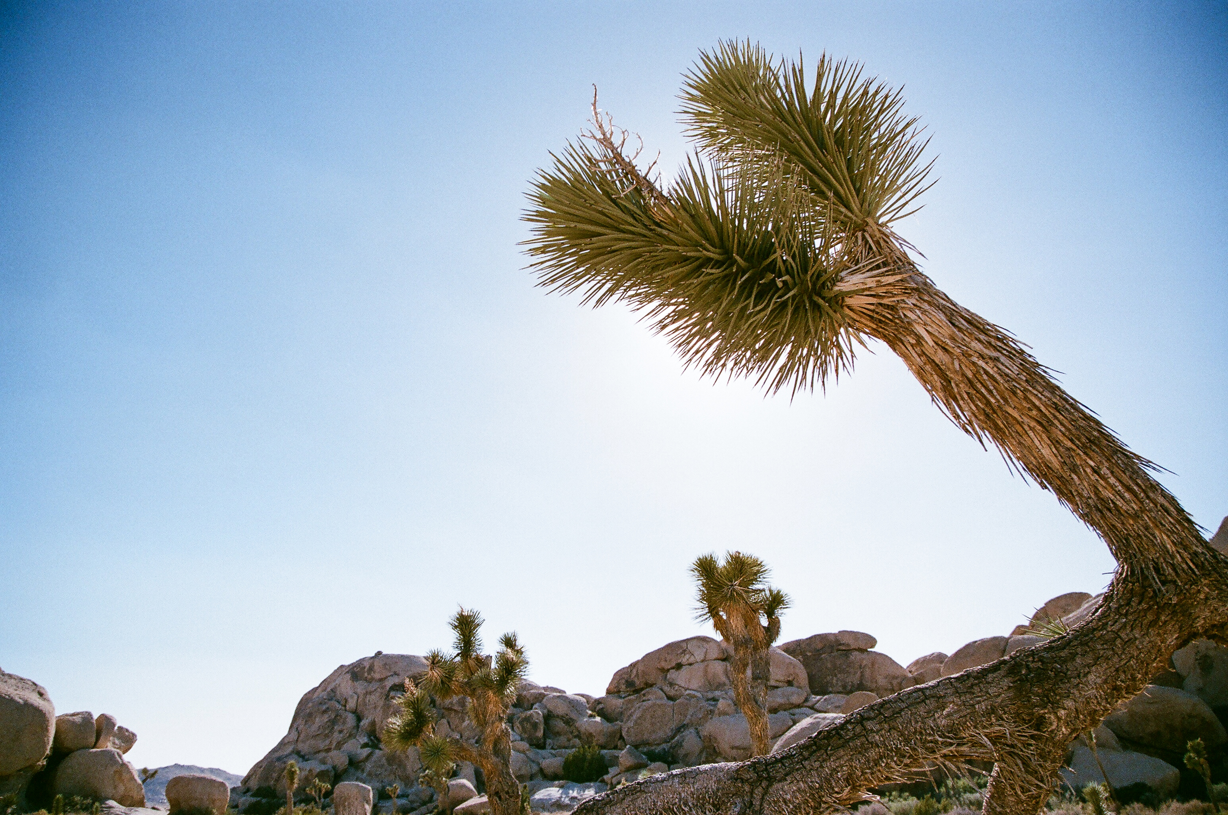 desert colors palm springs | lily glass