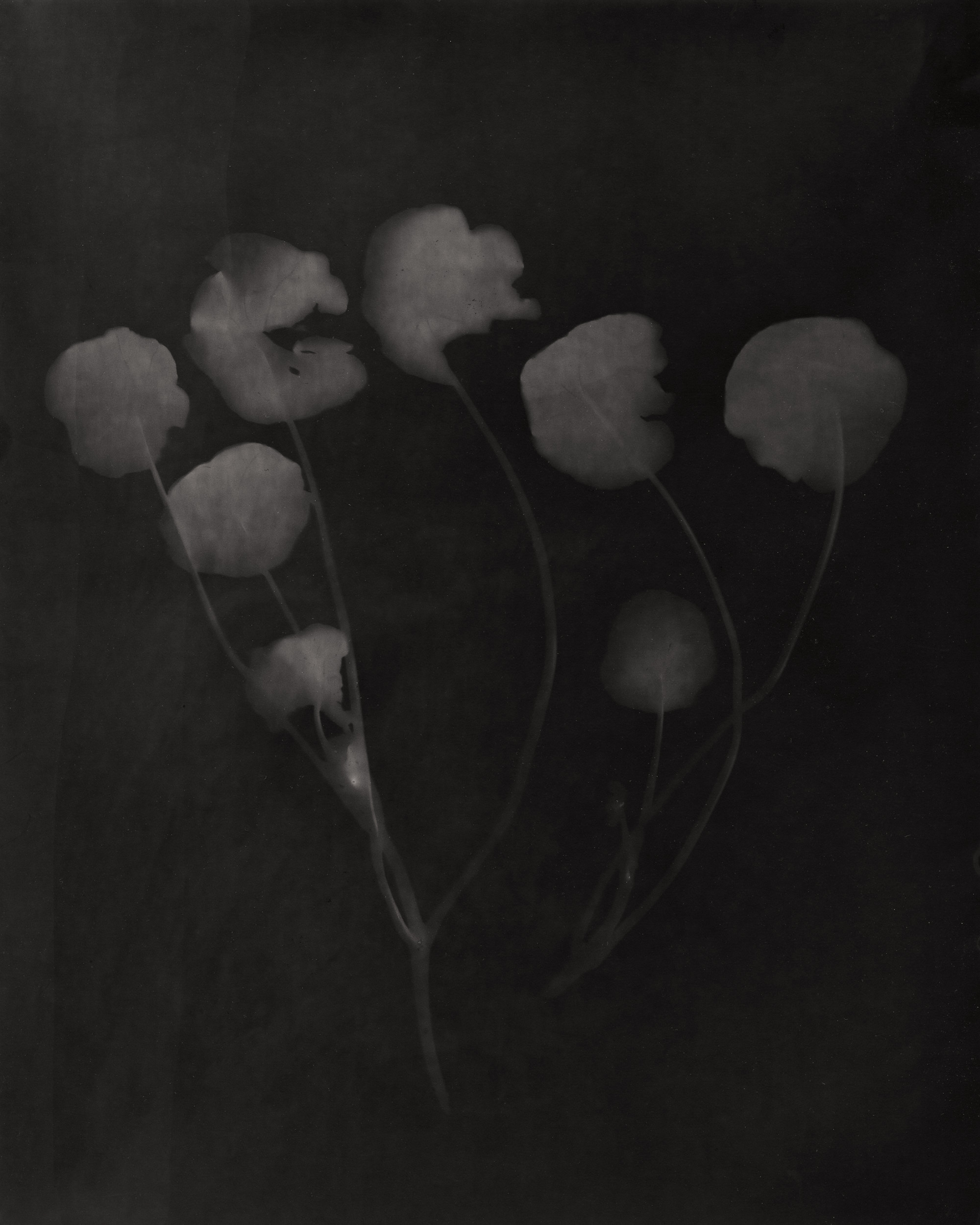  Under the light of the moon, I create haunting impressions of the night, a time deeply associated with mortality and the primordial. Here, I capture that which is both immaterial and eternal.&nbsp;  Unique silver gelatin prints 