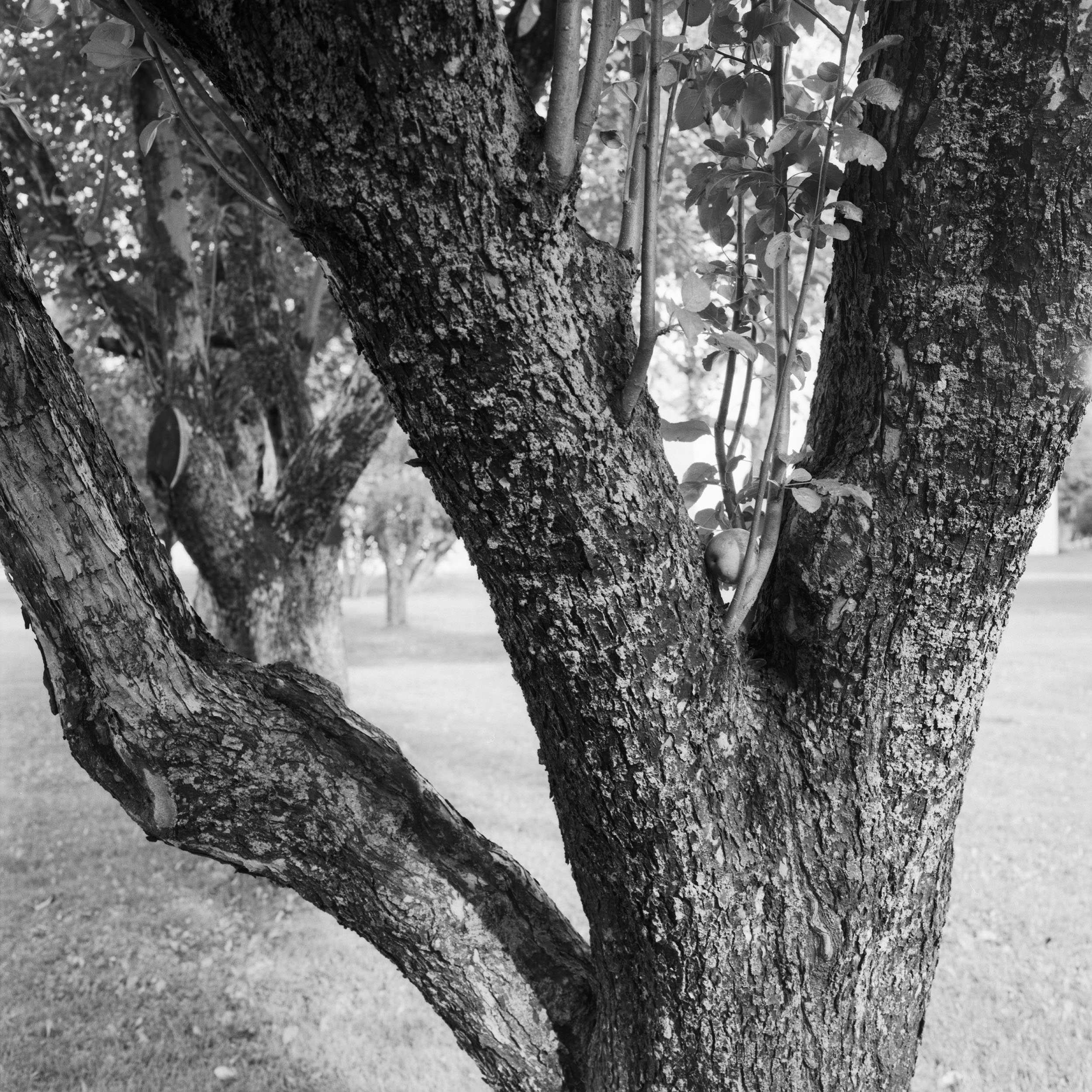 1085-89B RH Tree Trunk.jpg