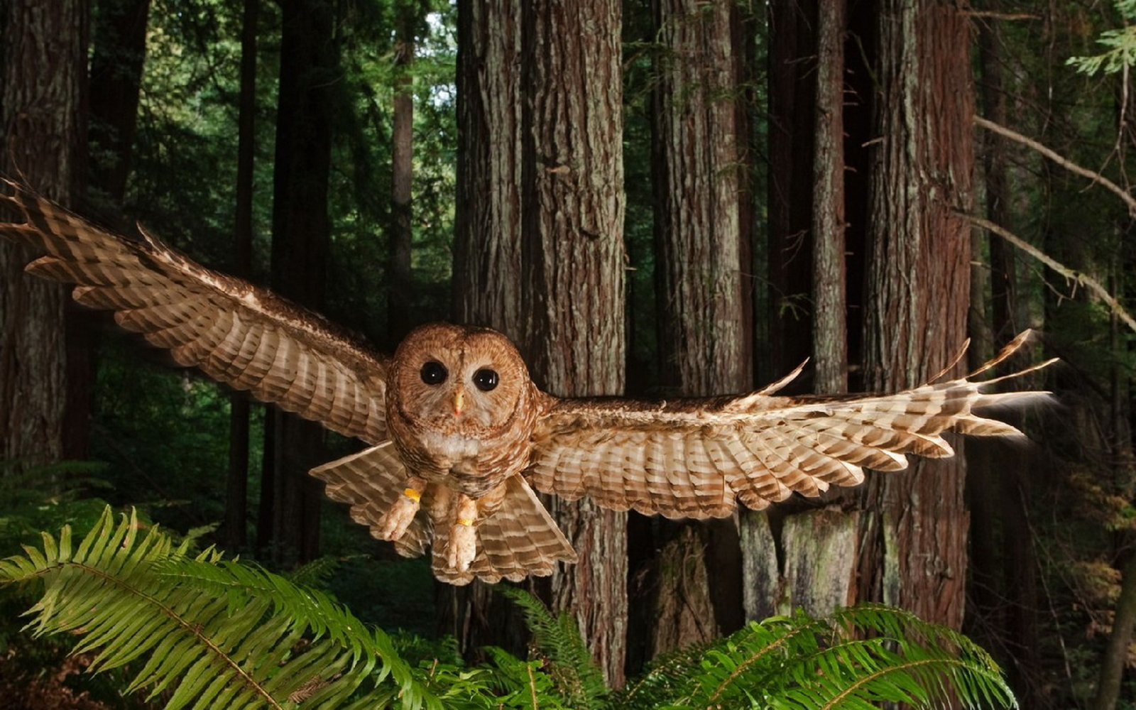 Flying-owl-in-the-forest-wallpaper_2752[1].jpg