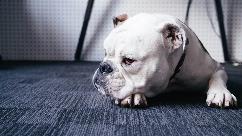 Office Dog 1.jpeg