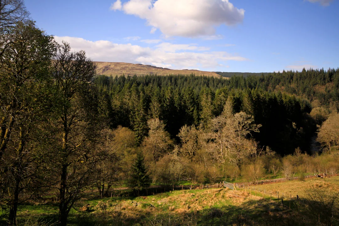 tower view-3.jpg