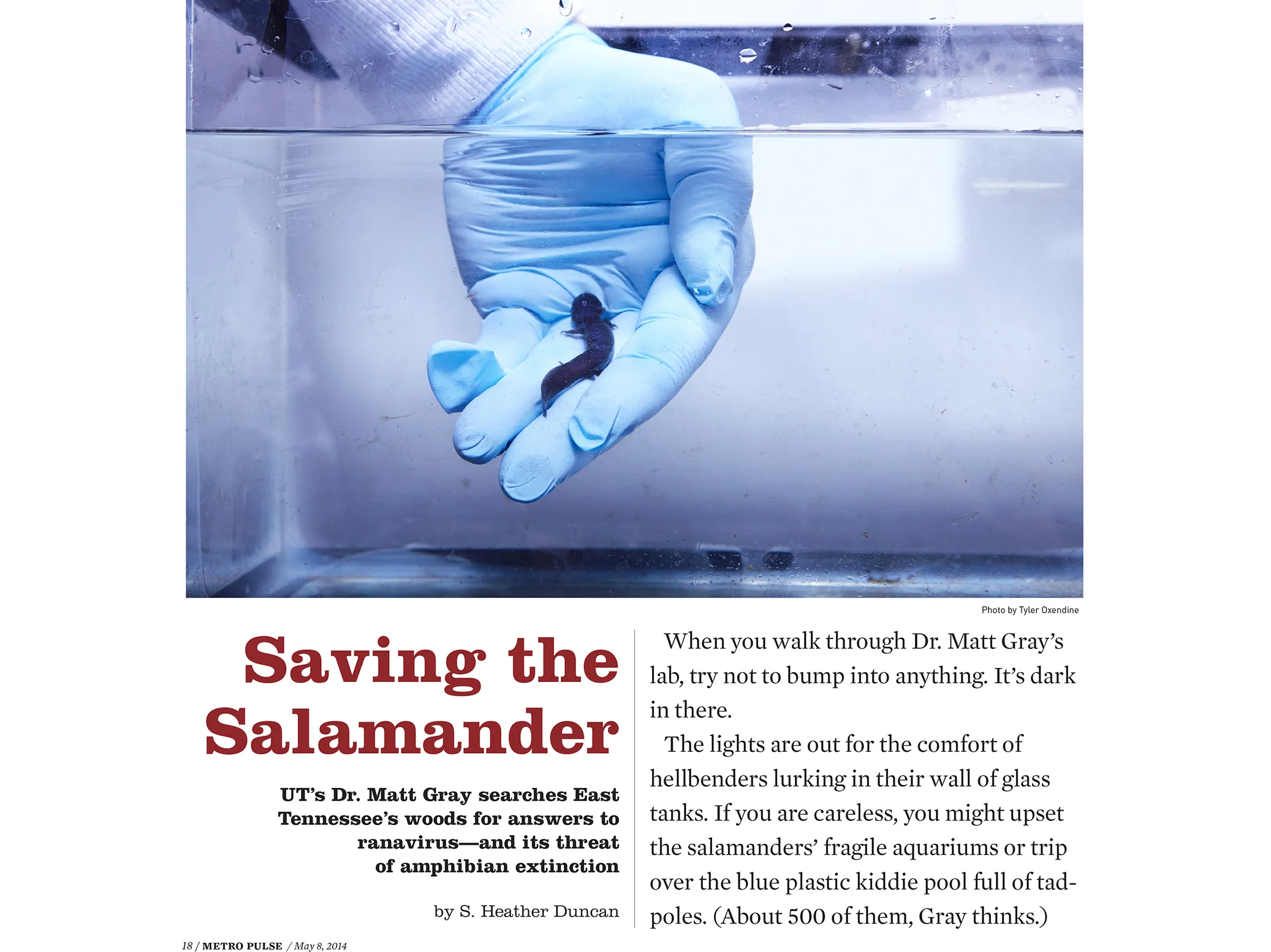 MetroPulse_Salamander_1.jpg