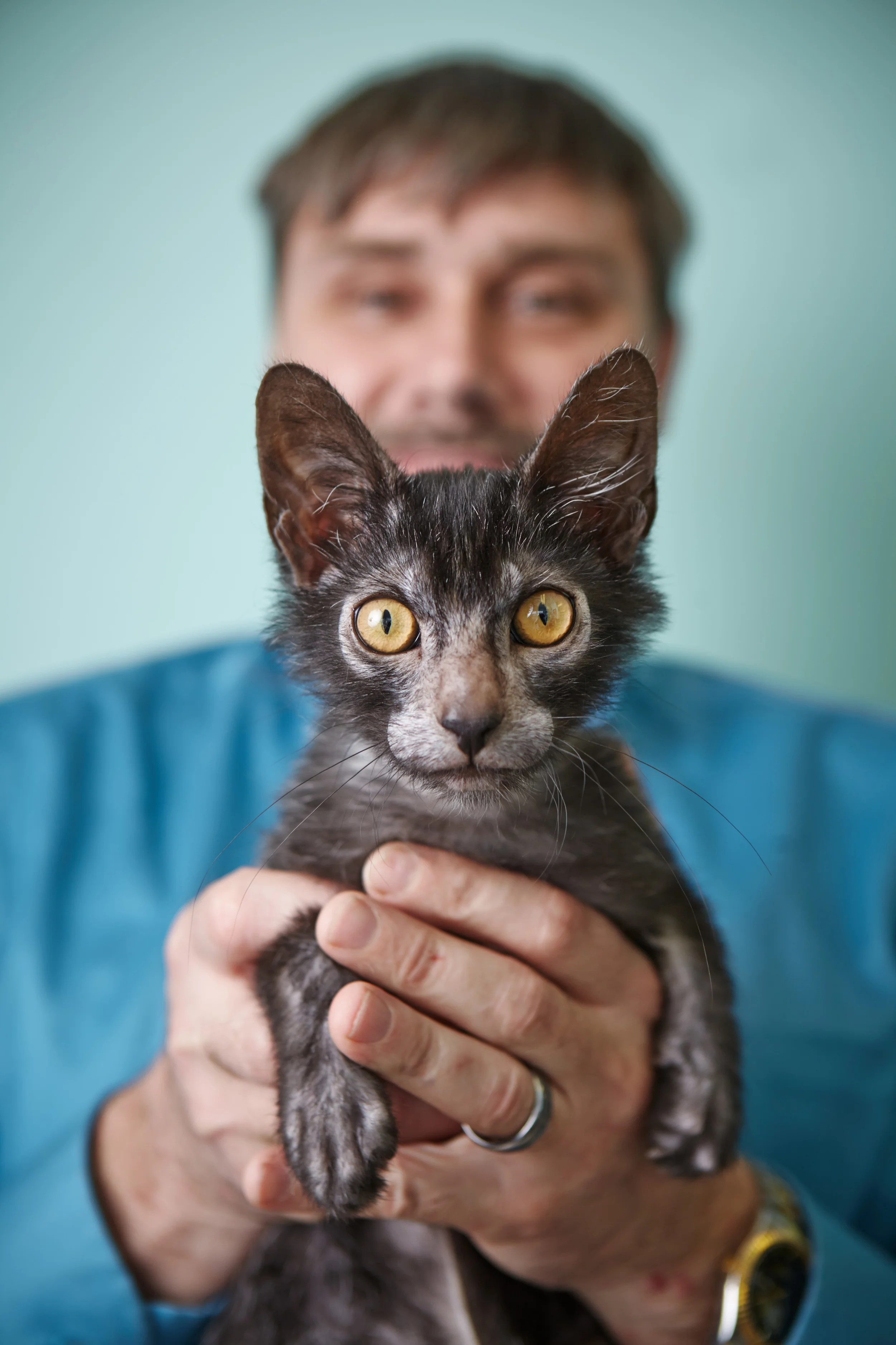 Dr.GobblesLykoiCat.jpg