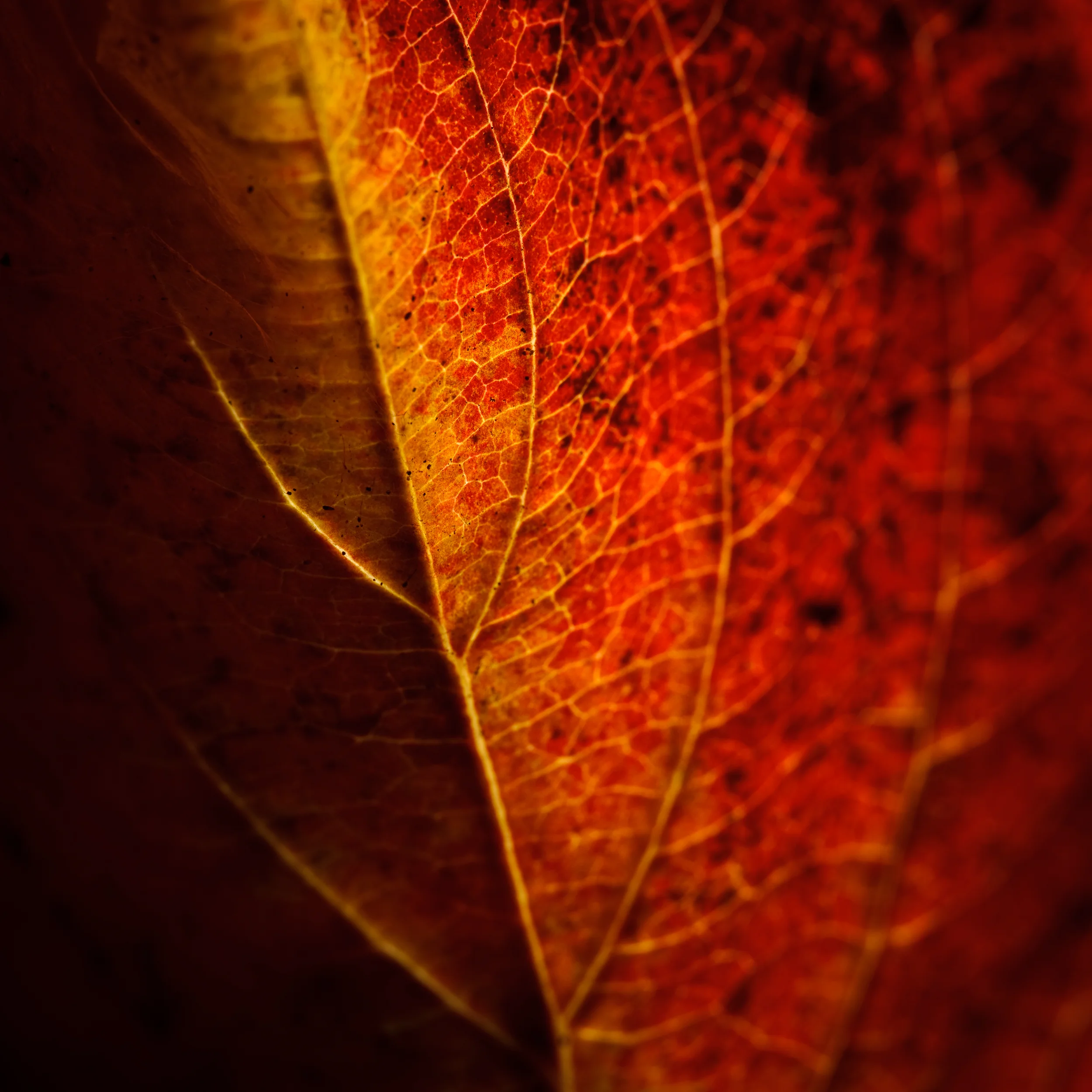 _MG_9232.jpg