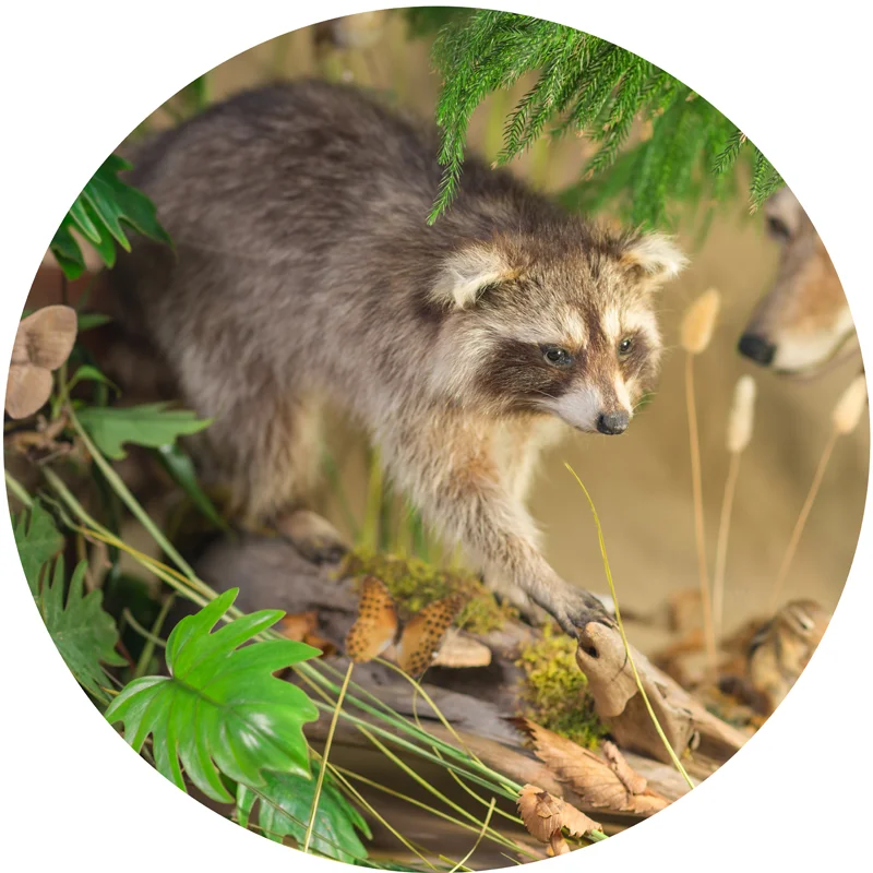 raccoon.jpg