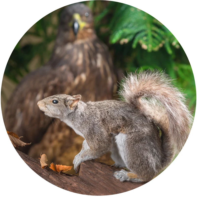 squirrel.jpg