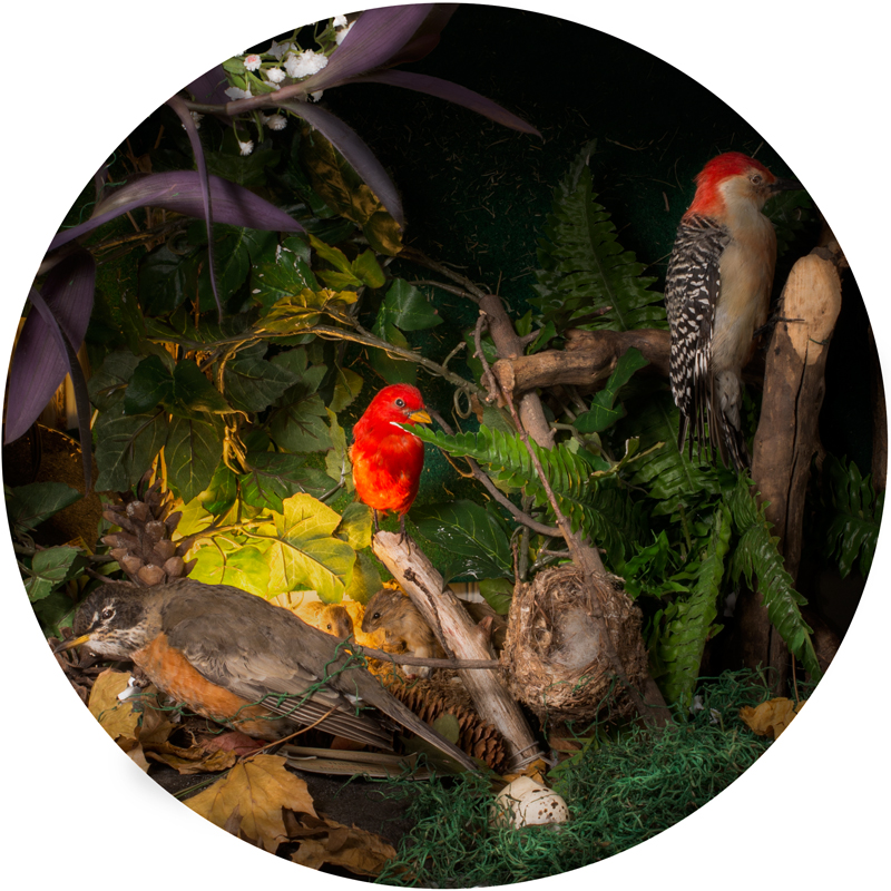 birds2.jpg
