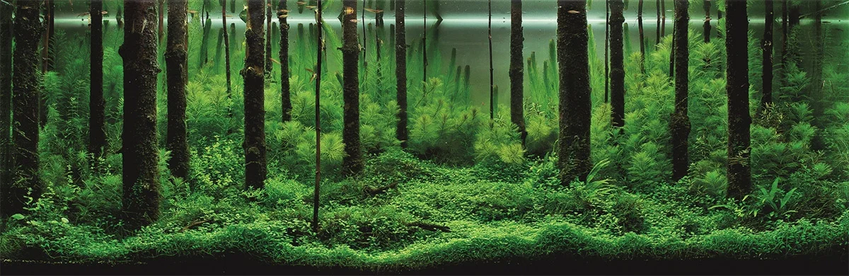 Pale Wind , Takayuki Fukada. Japan. 2013 IAPLC Gold Prize