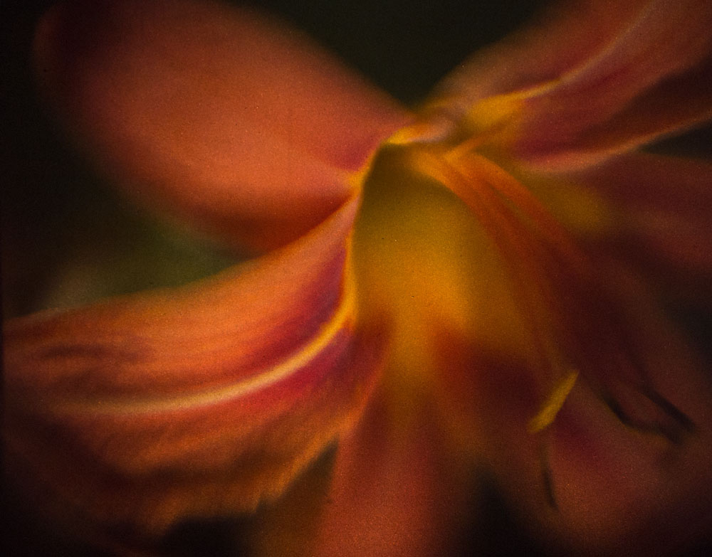 Backyard Finds, Tiger Lily