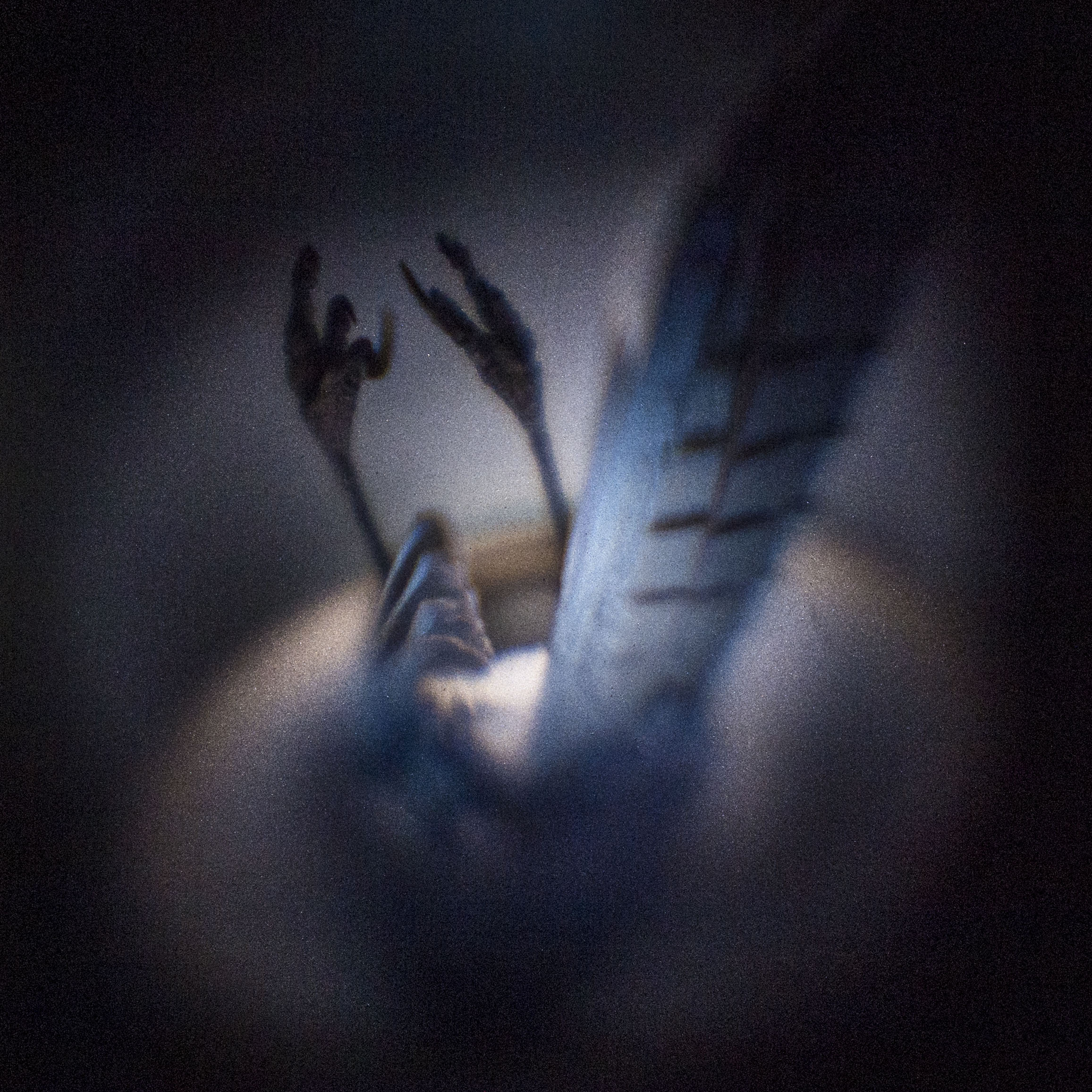Backyard Finds, Blue Jay 2
