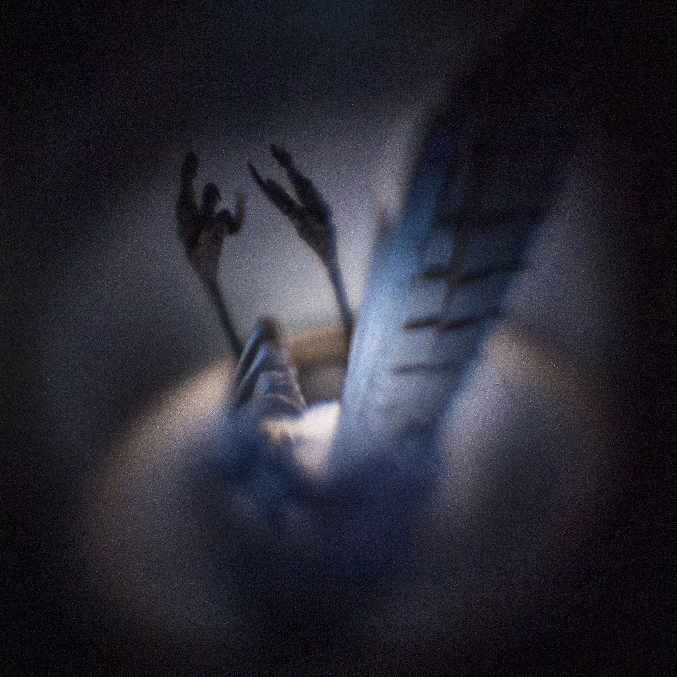 Backyard Finds, Blue Jay 2