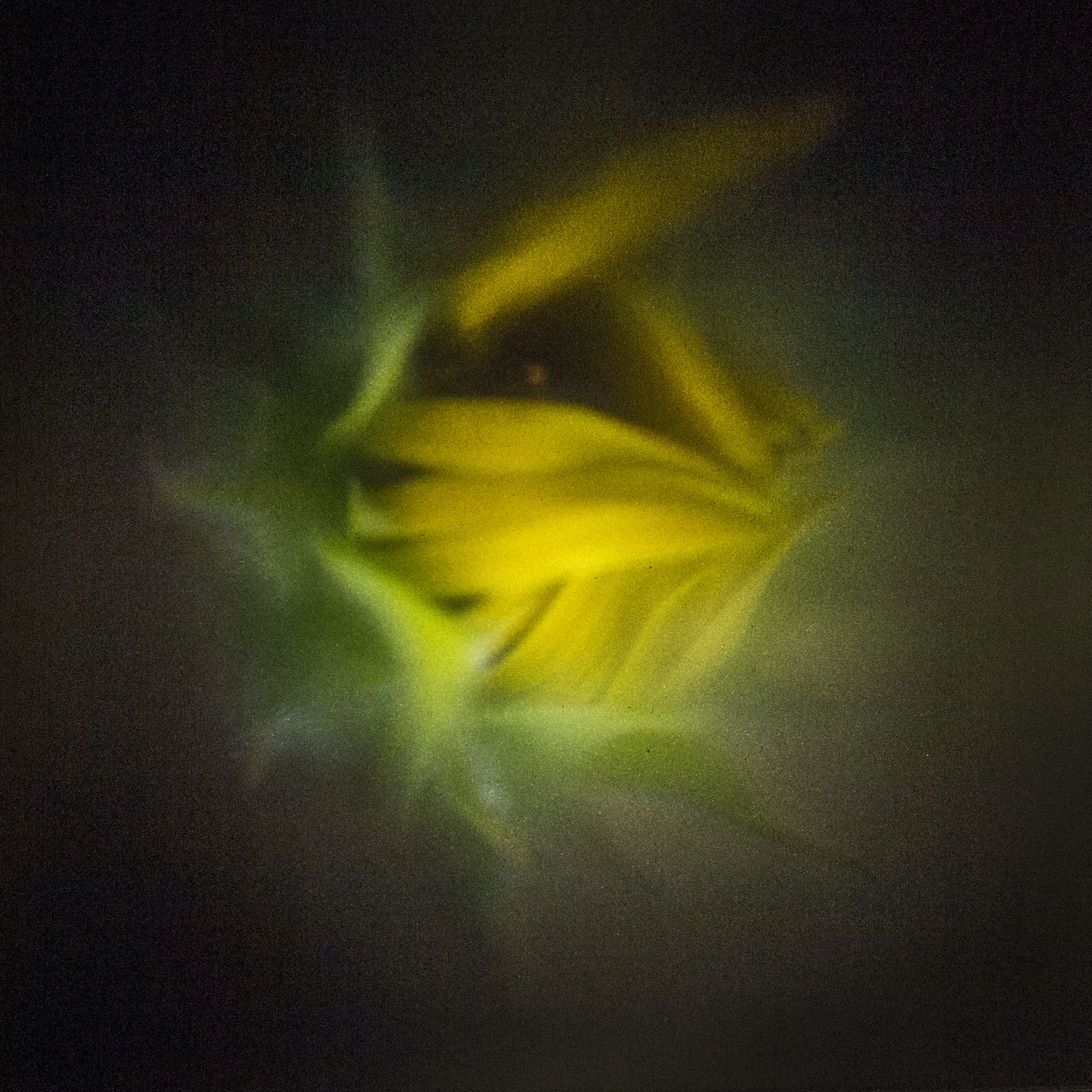 Backyard Finds, Sunflower Bud