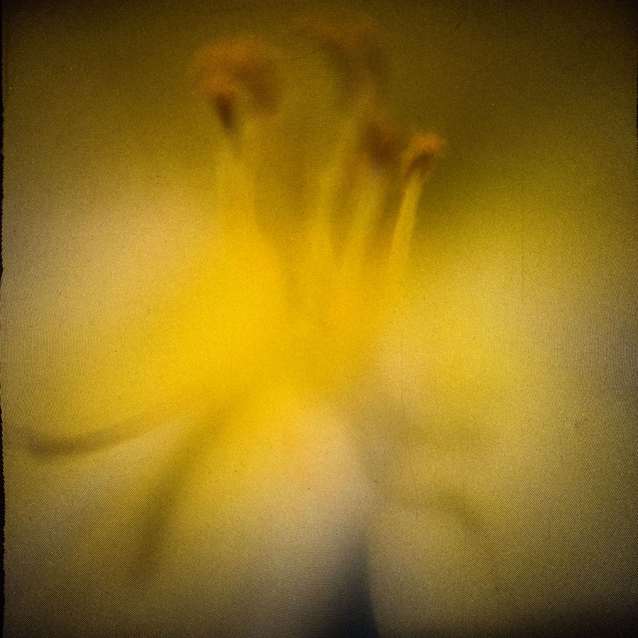 Backyard Finds, Yellow Day Lily