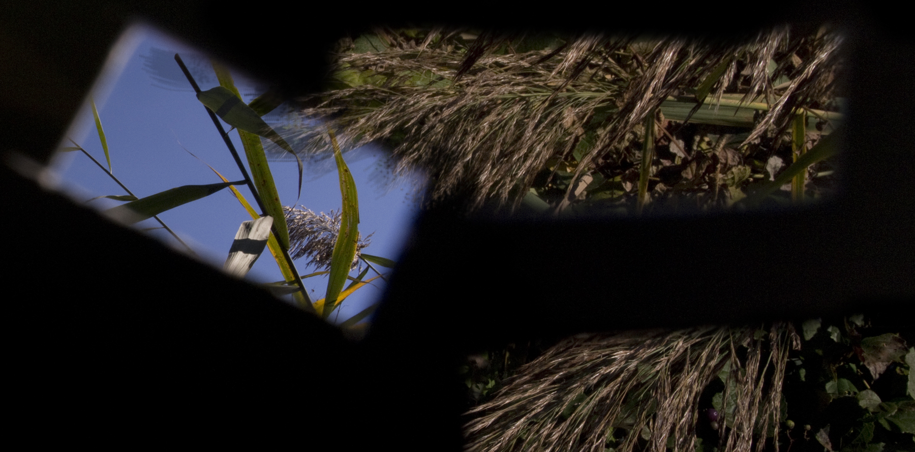 Teaneck Creek, Three Phragmites