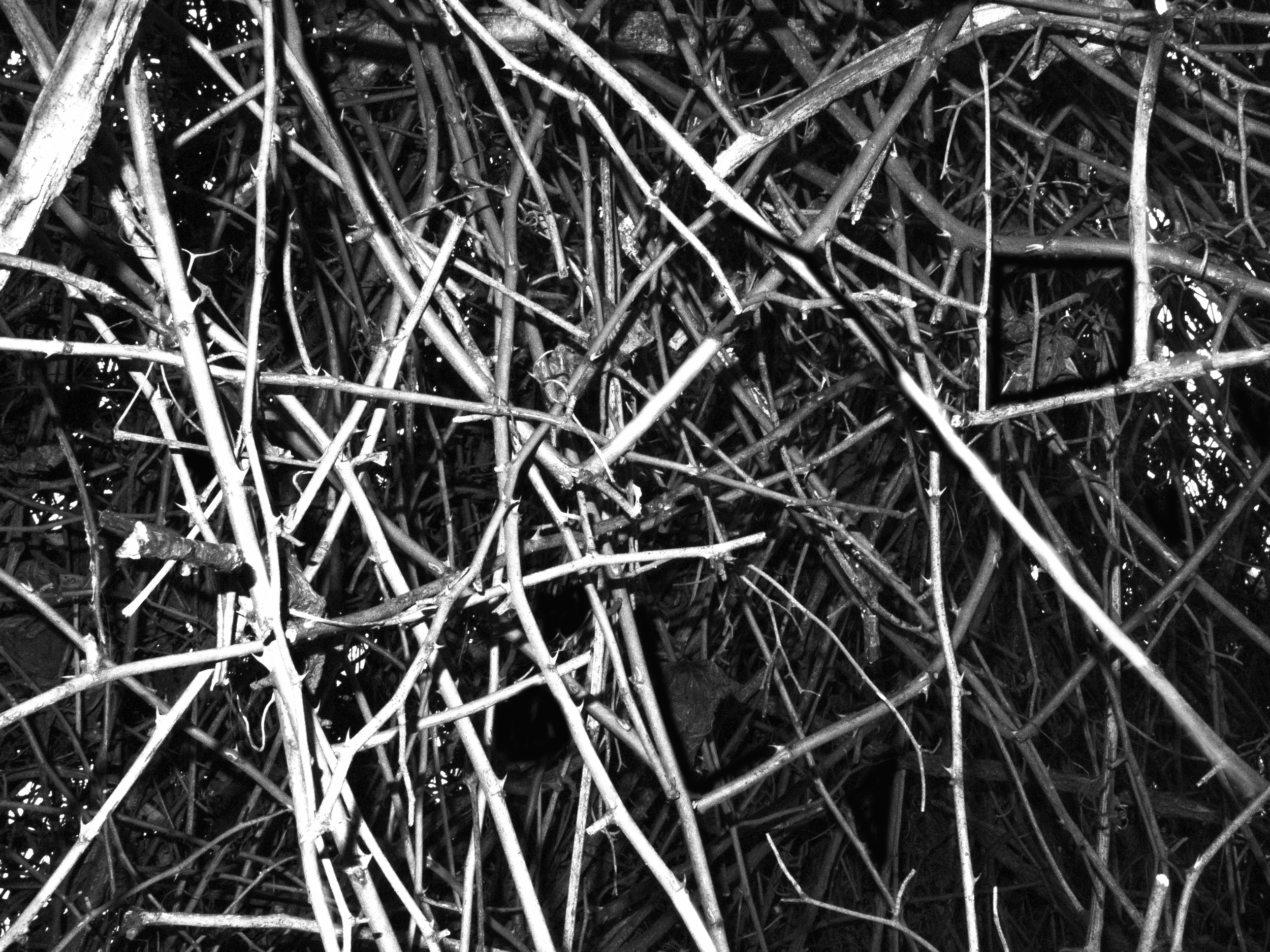 Teaneck Creek, Winter Tangle