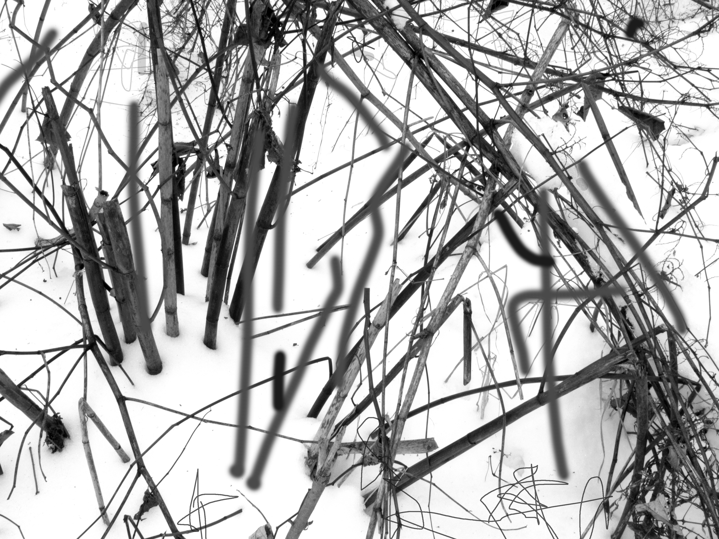 Teaneck Creek, Winter Reeds