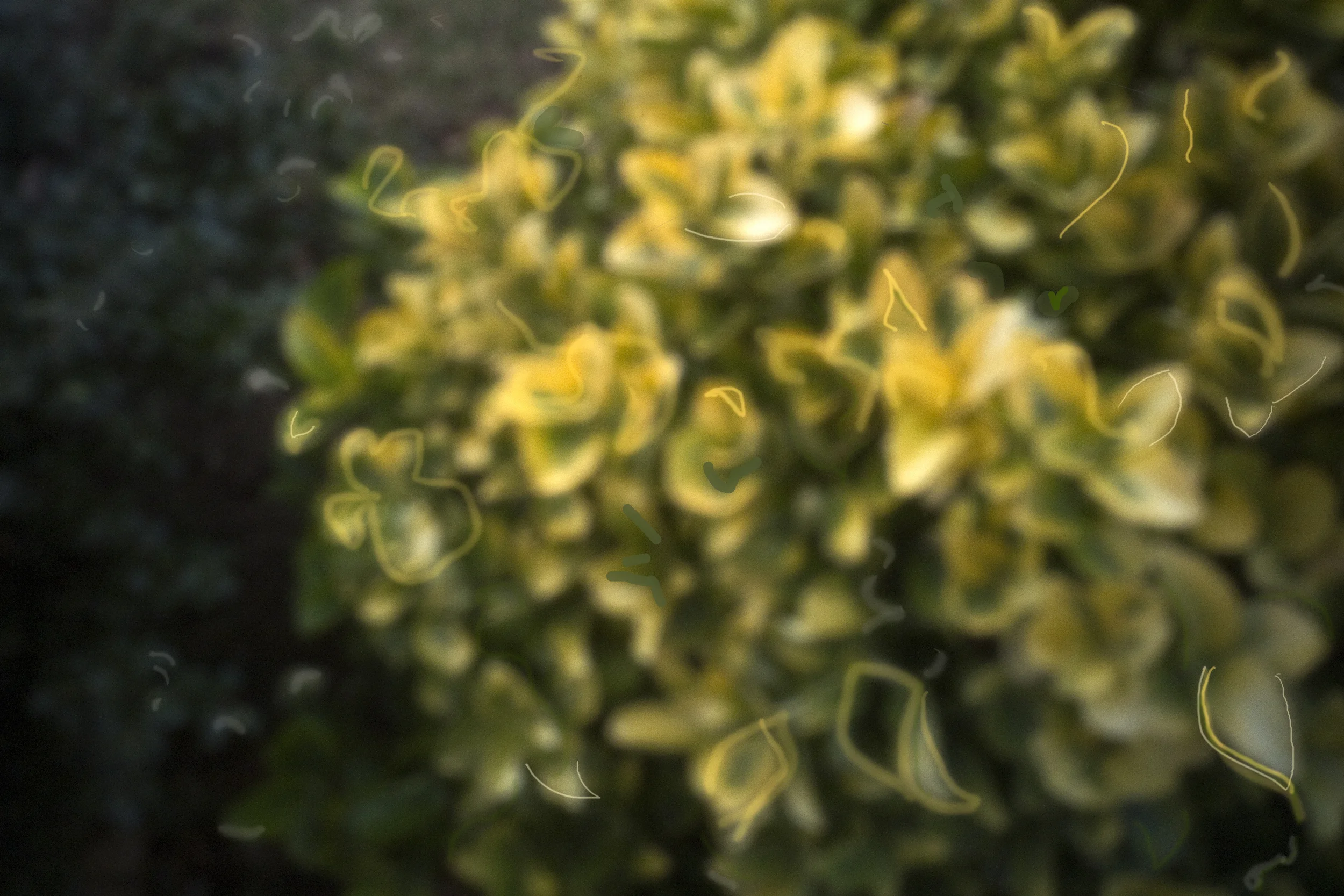 Euonymus