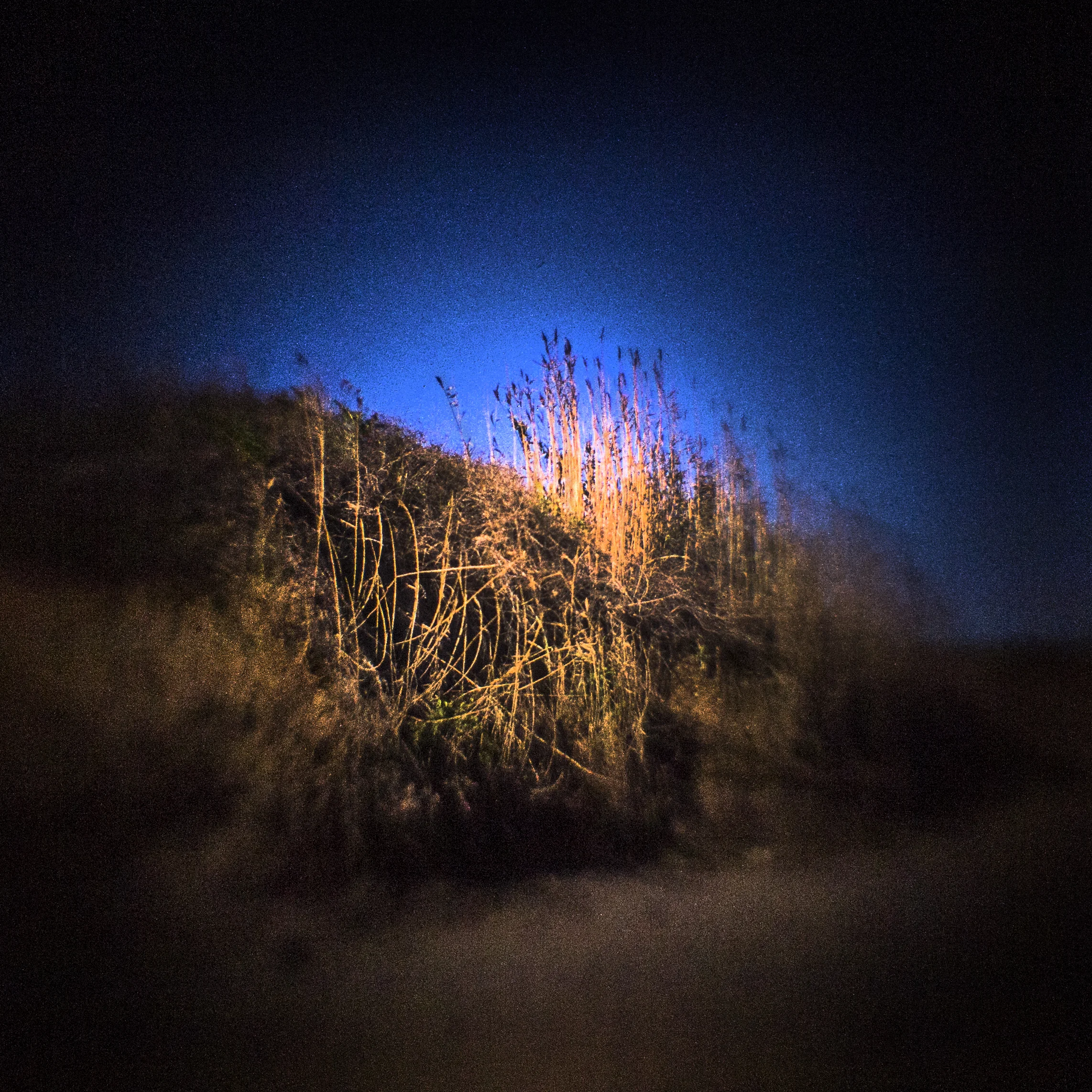 Dune Grass, Truro