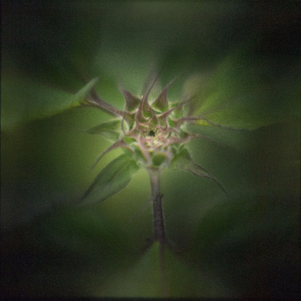 Sunflower Bud