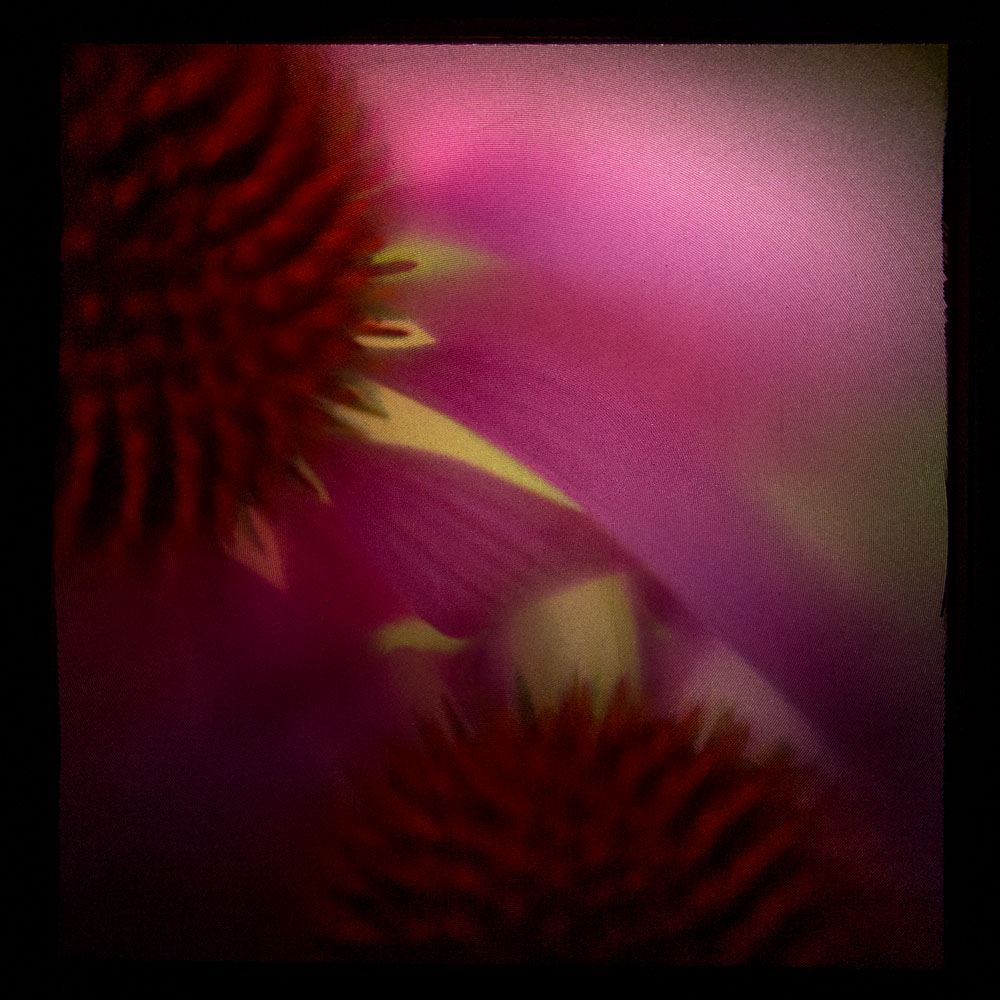 Coneflower