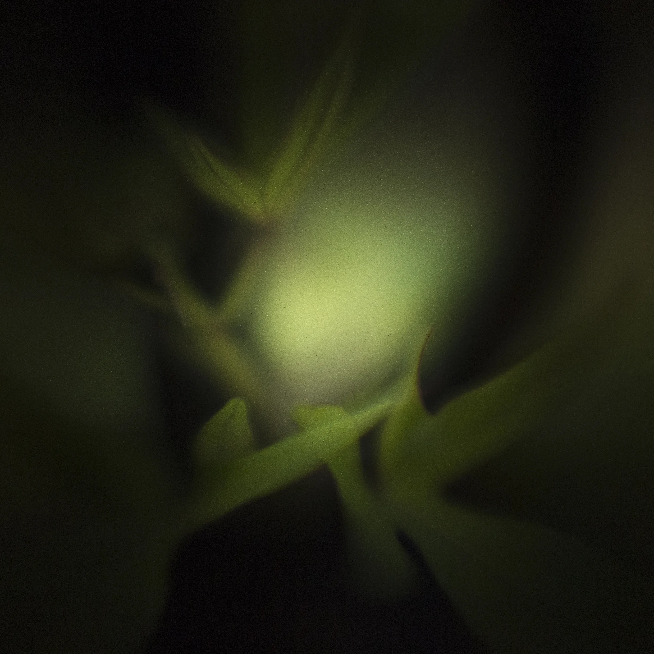 Potato Vine