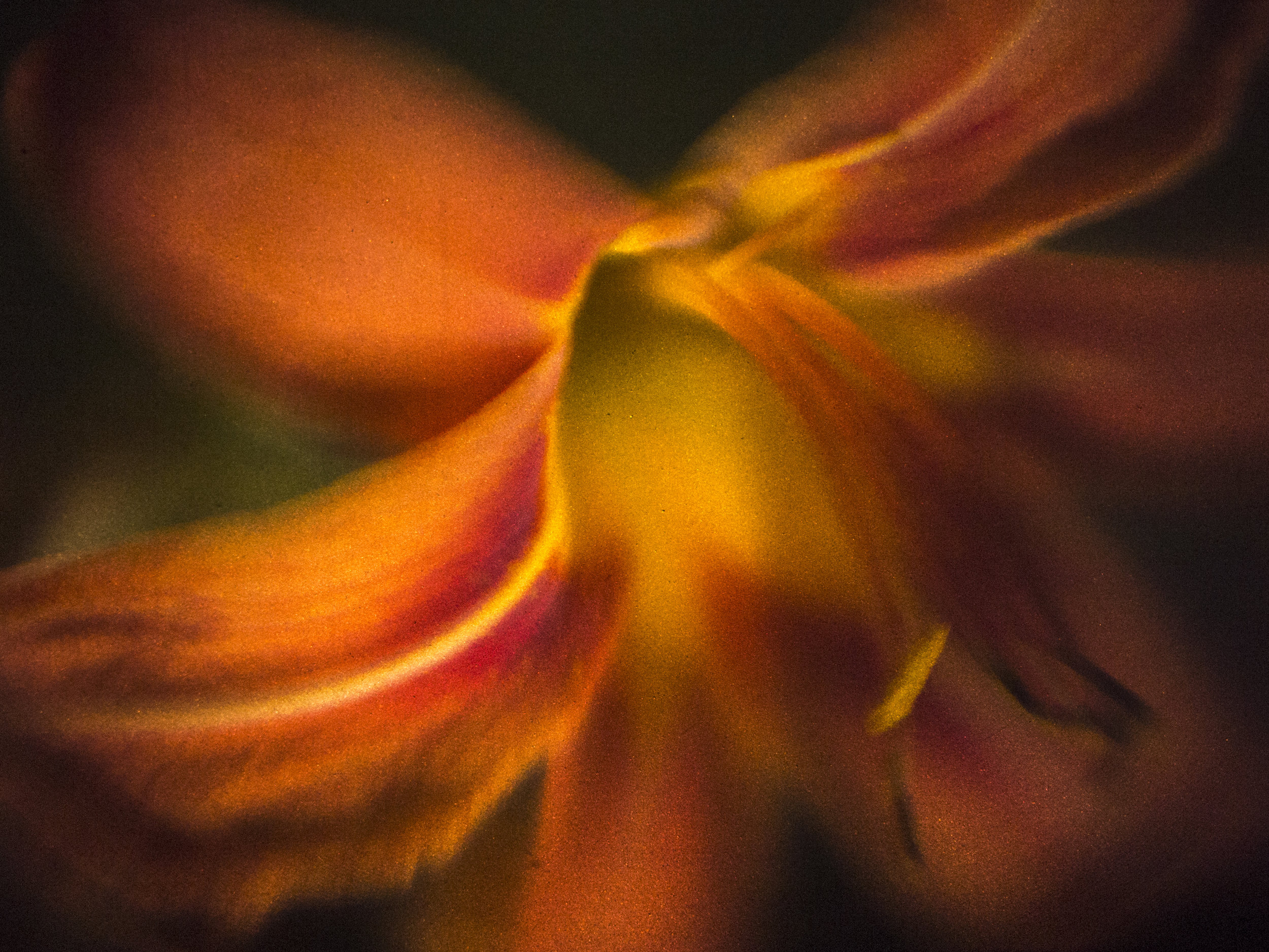 Tiger Lily