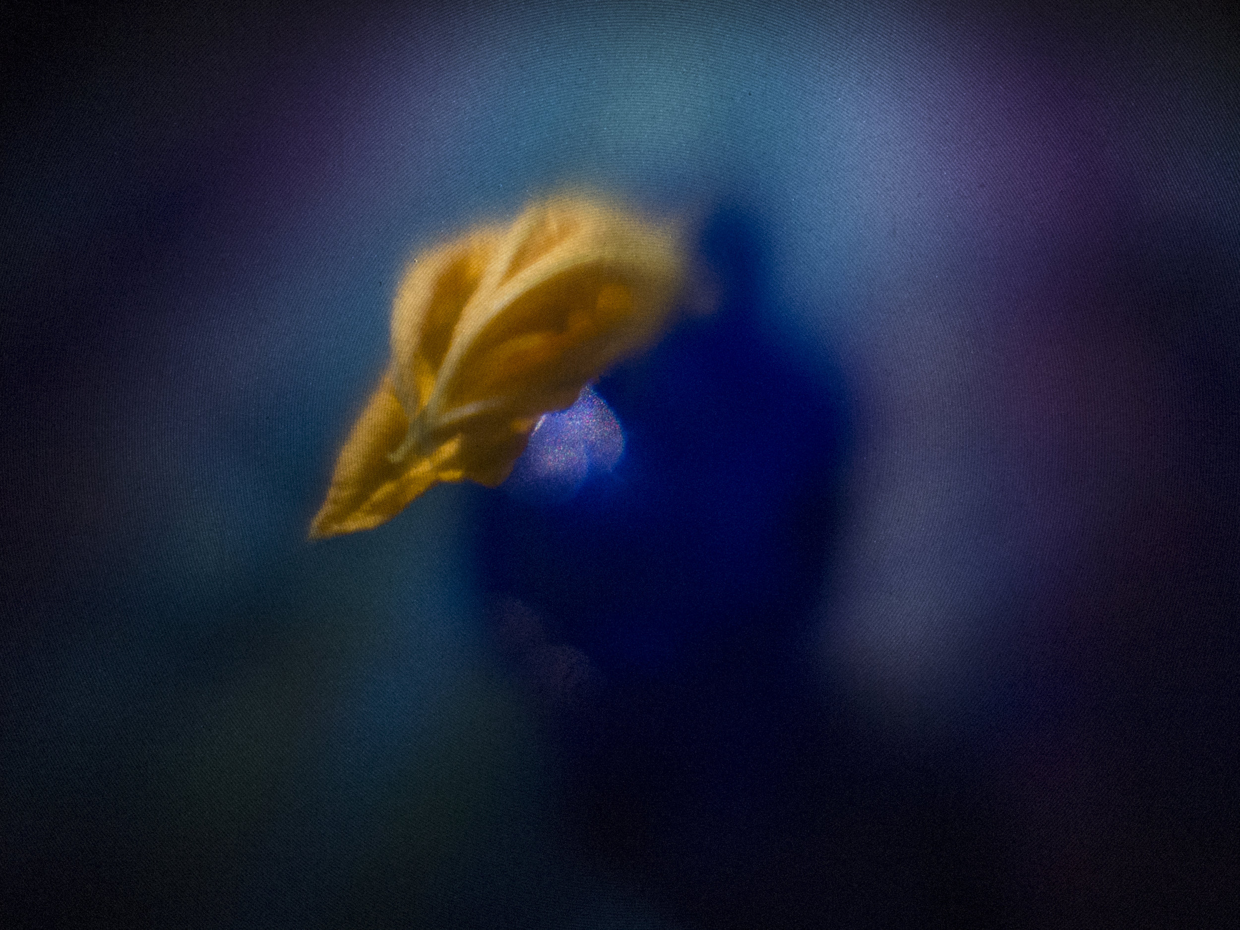 Squash Blossom in Blue Vase