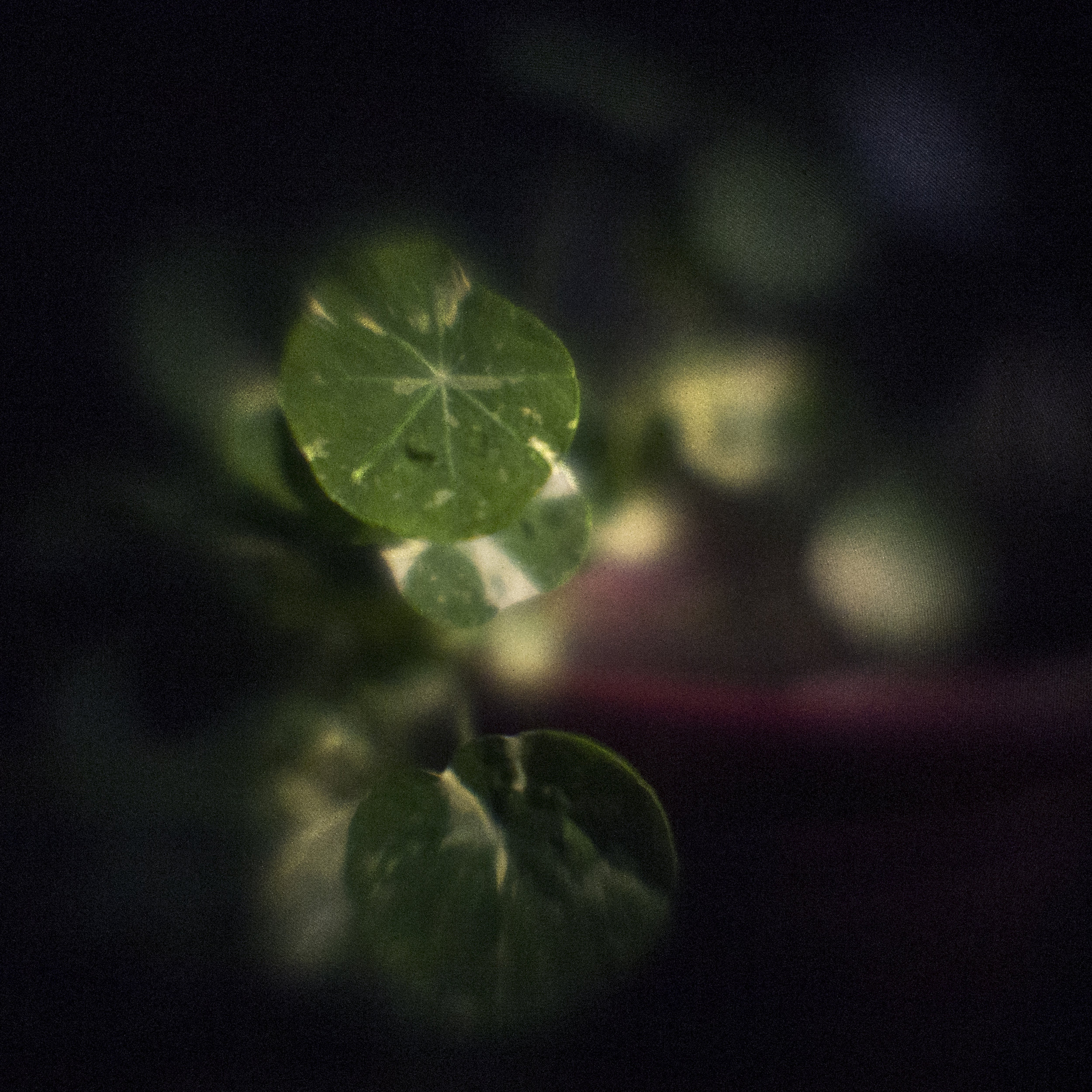 Nasturtium